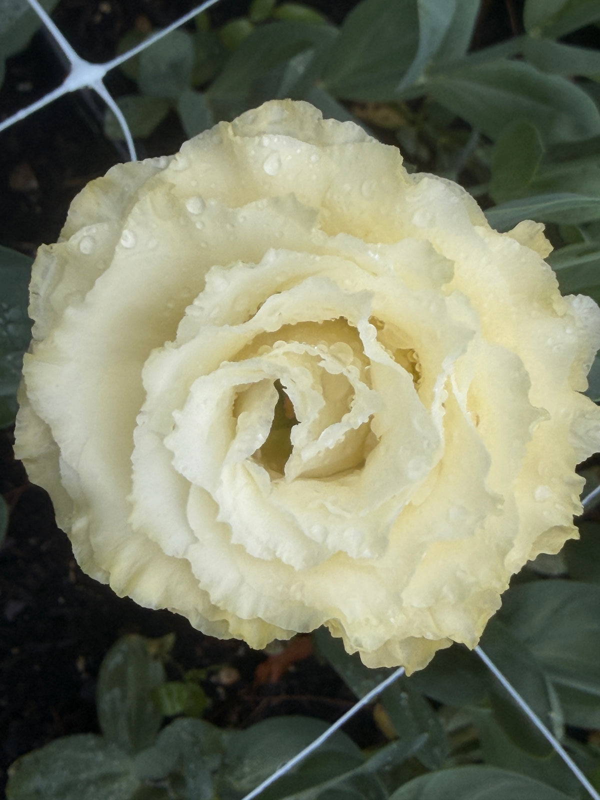 Lisianthus - Primrose