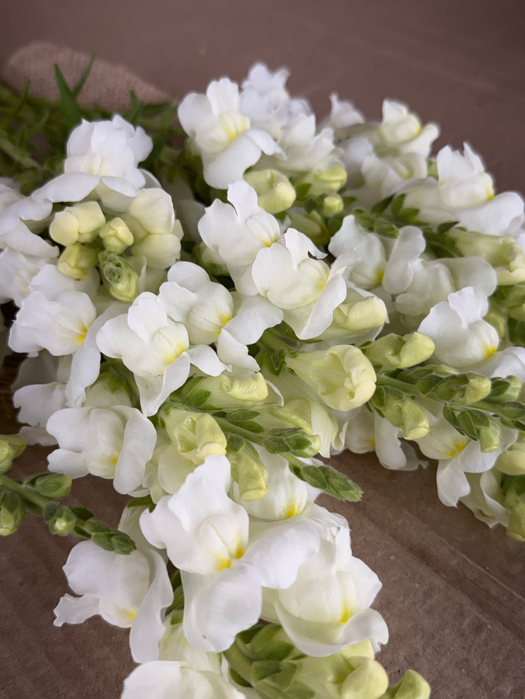Snapdragon - Avignon White