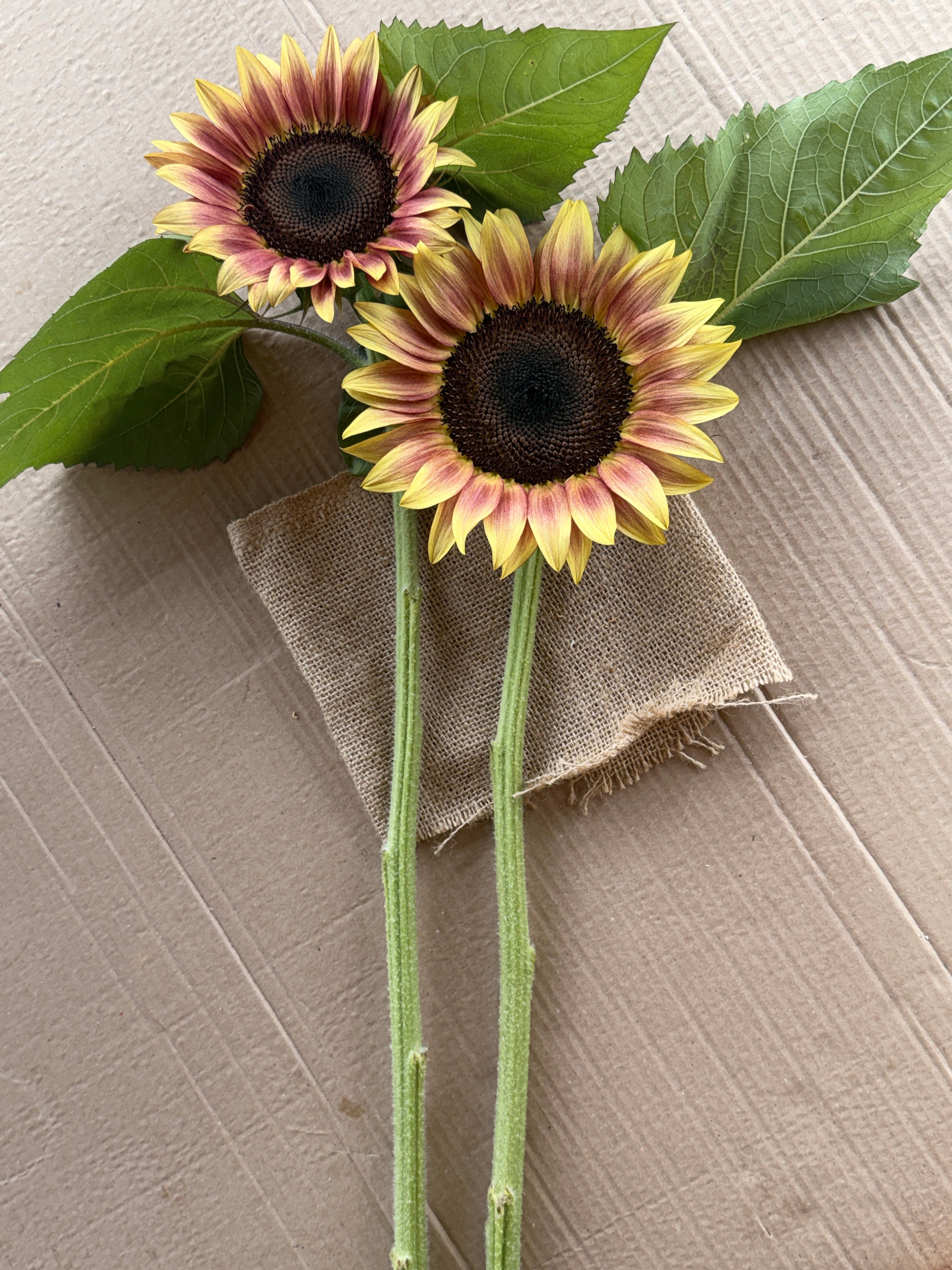 Sunflower - Procut Plum