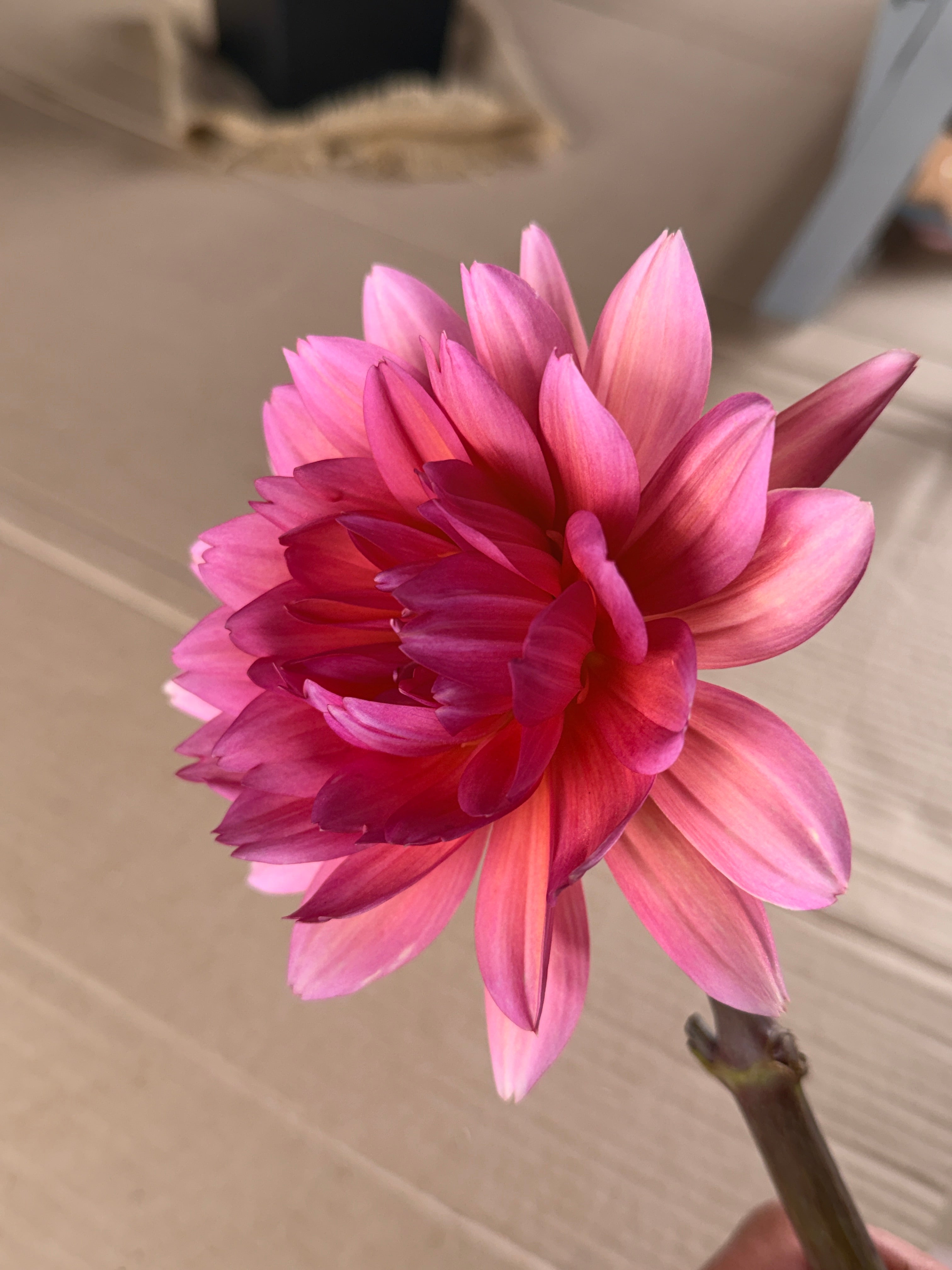 Dahlia Stem - Great Silence