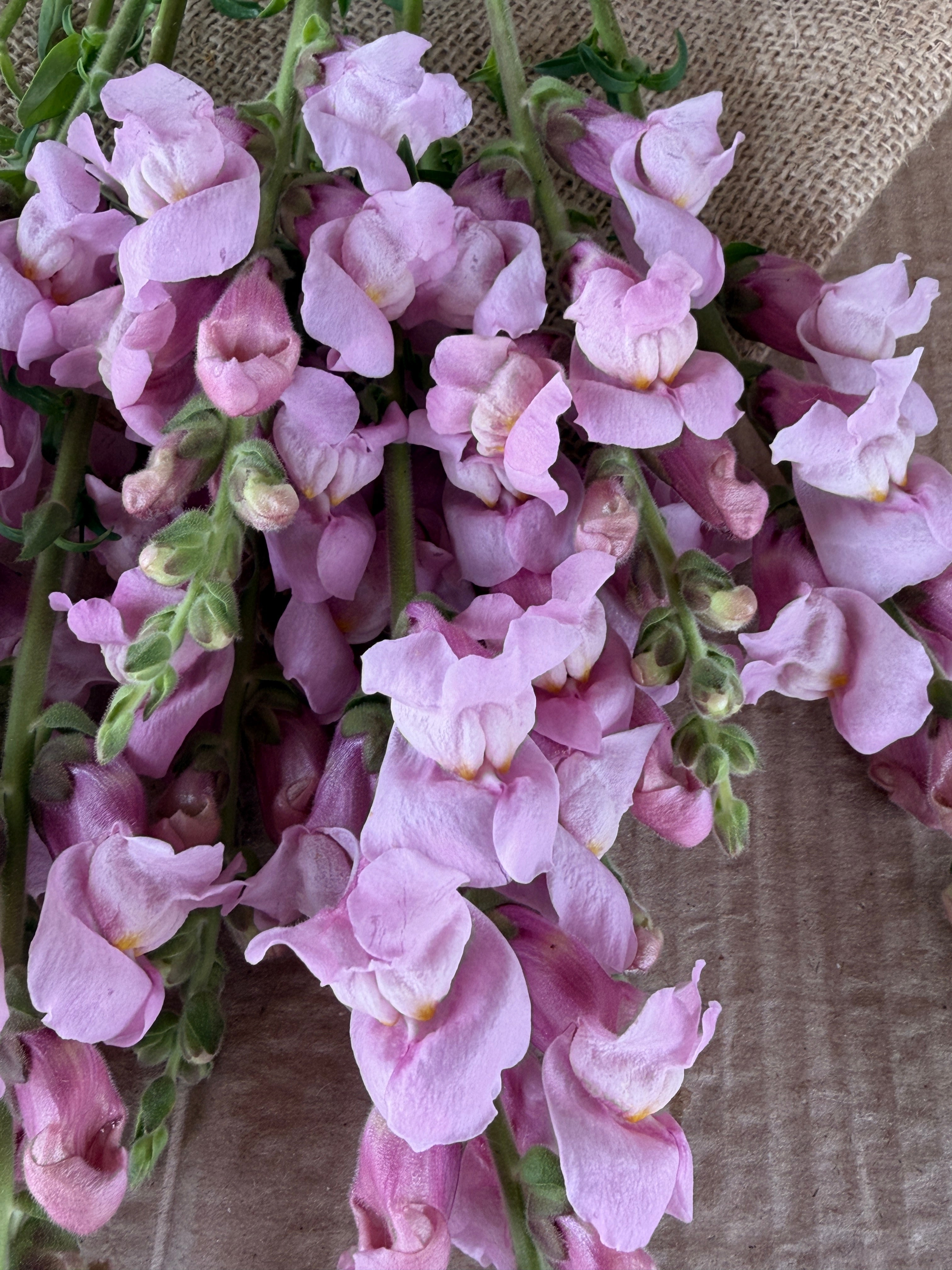 Snapdragon - Potomac Lavender