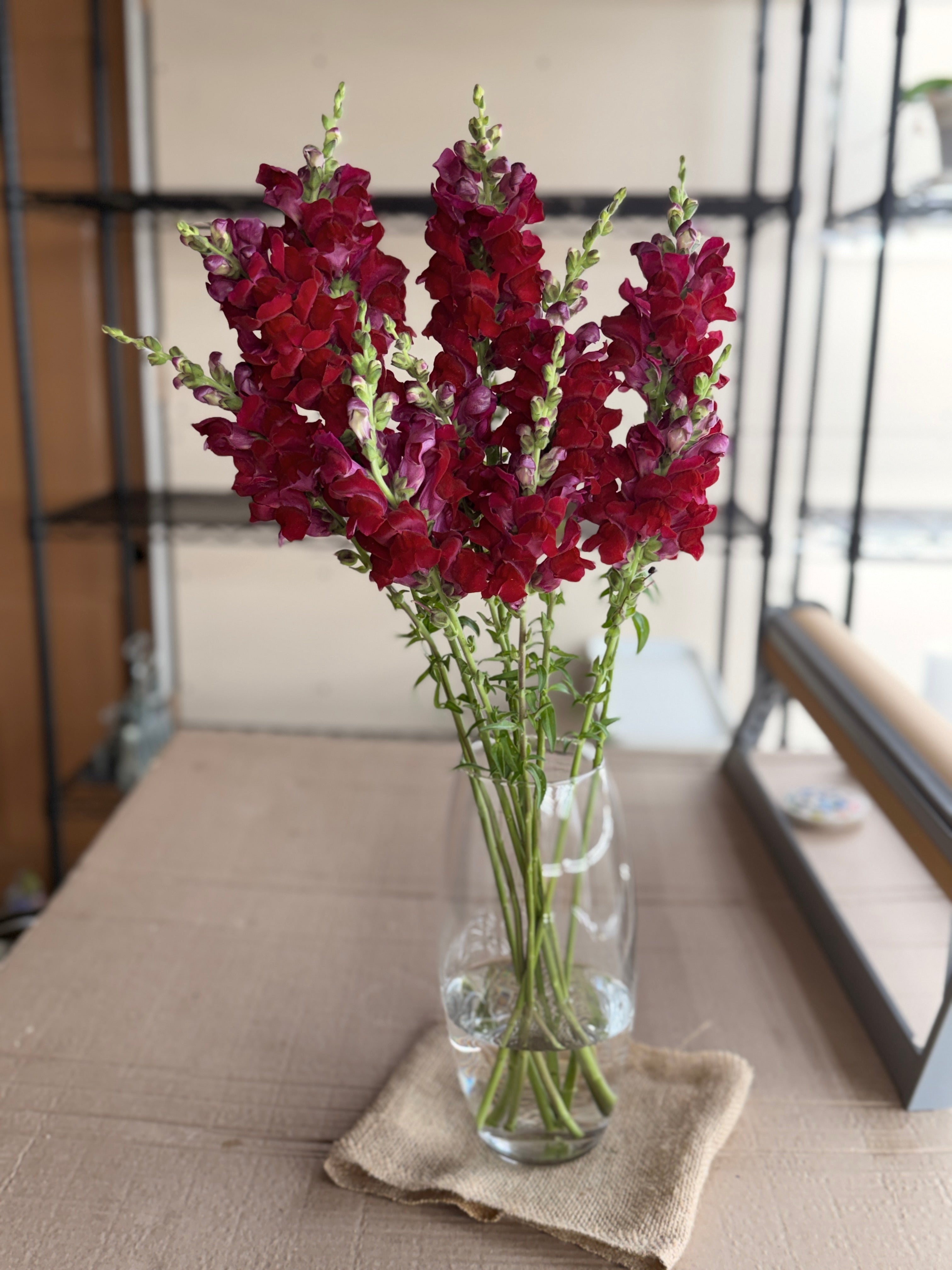 Snapdragon - Potomac Red