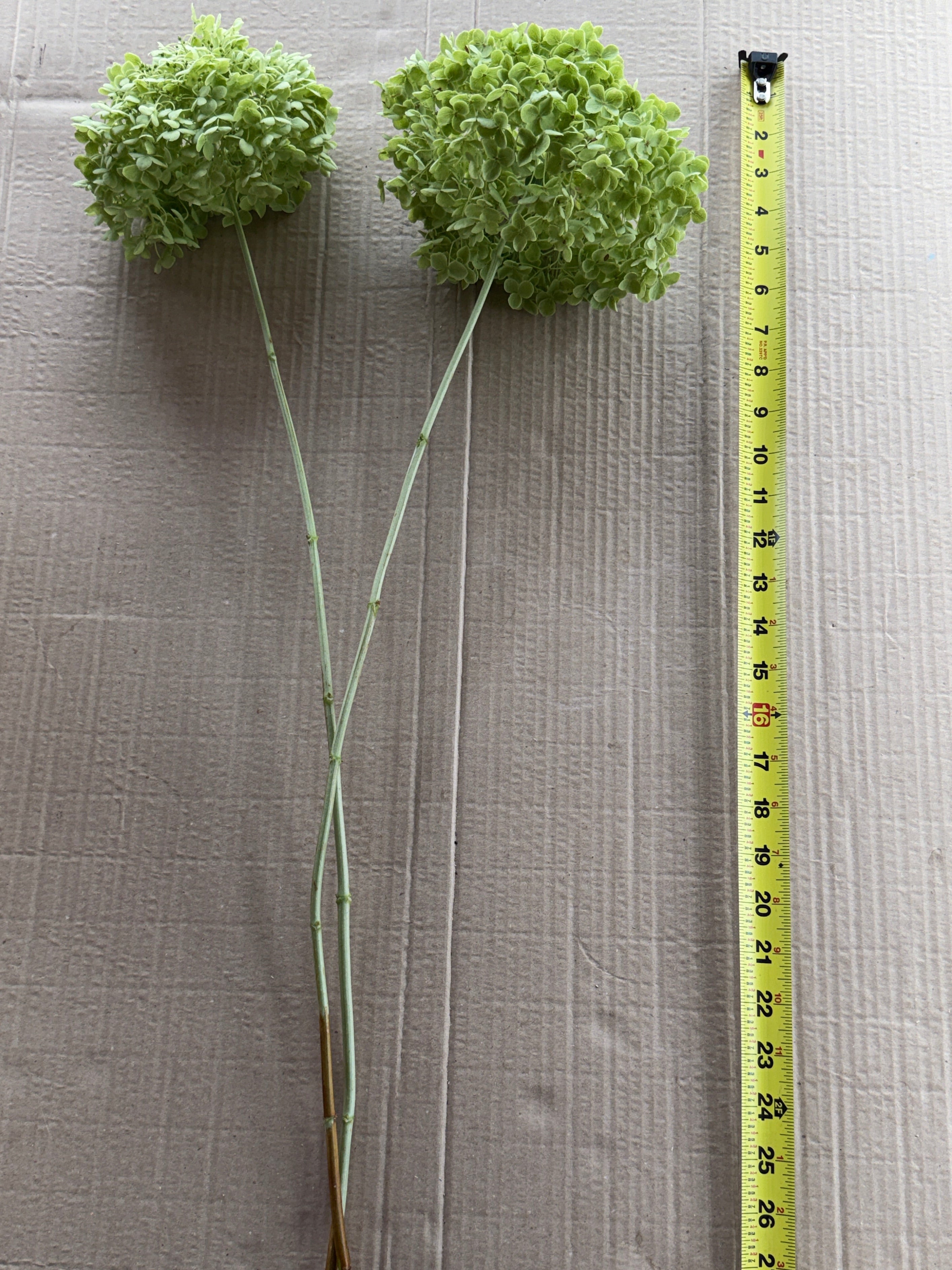 Hydrangea - Green Annabelle