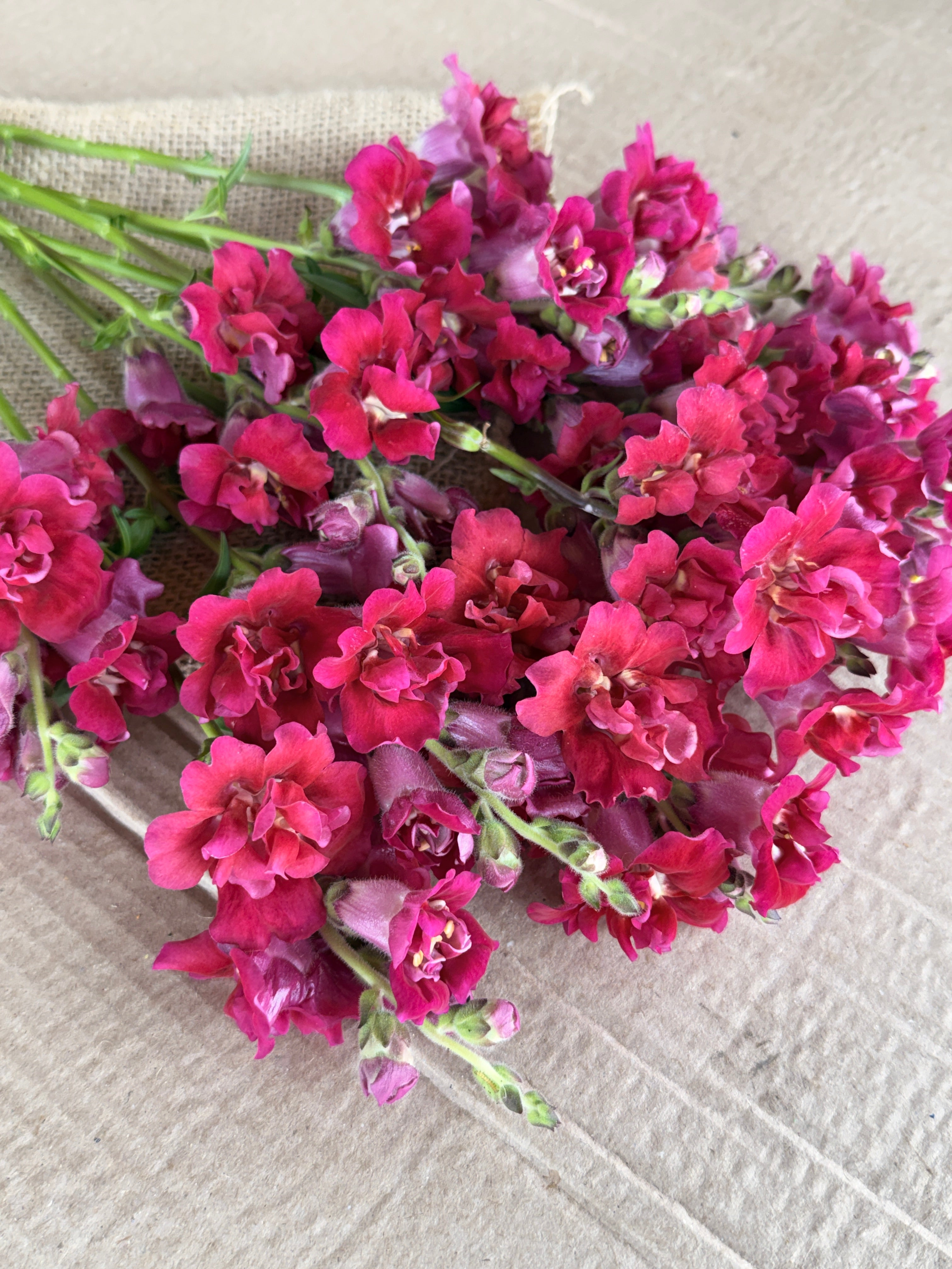 Snapdragon - Butterfly Red