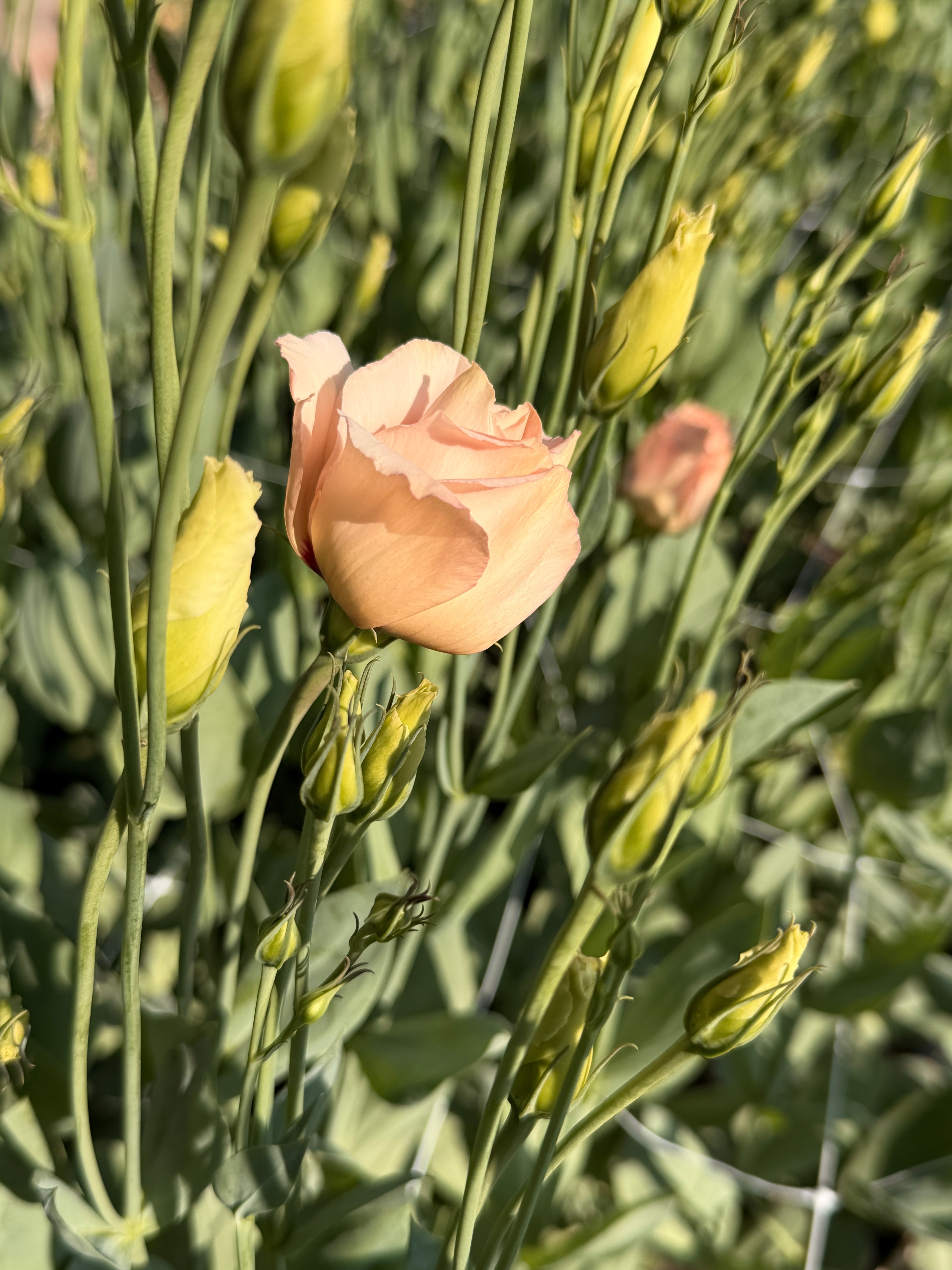 Lisianthus - Peach