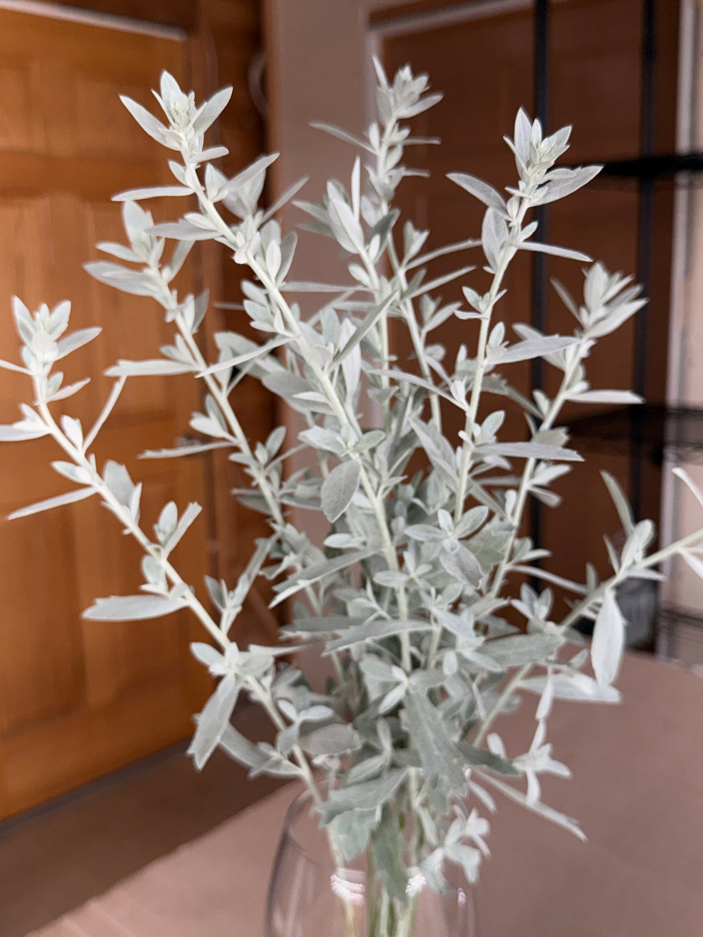 White Sage - fine textured