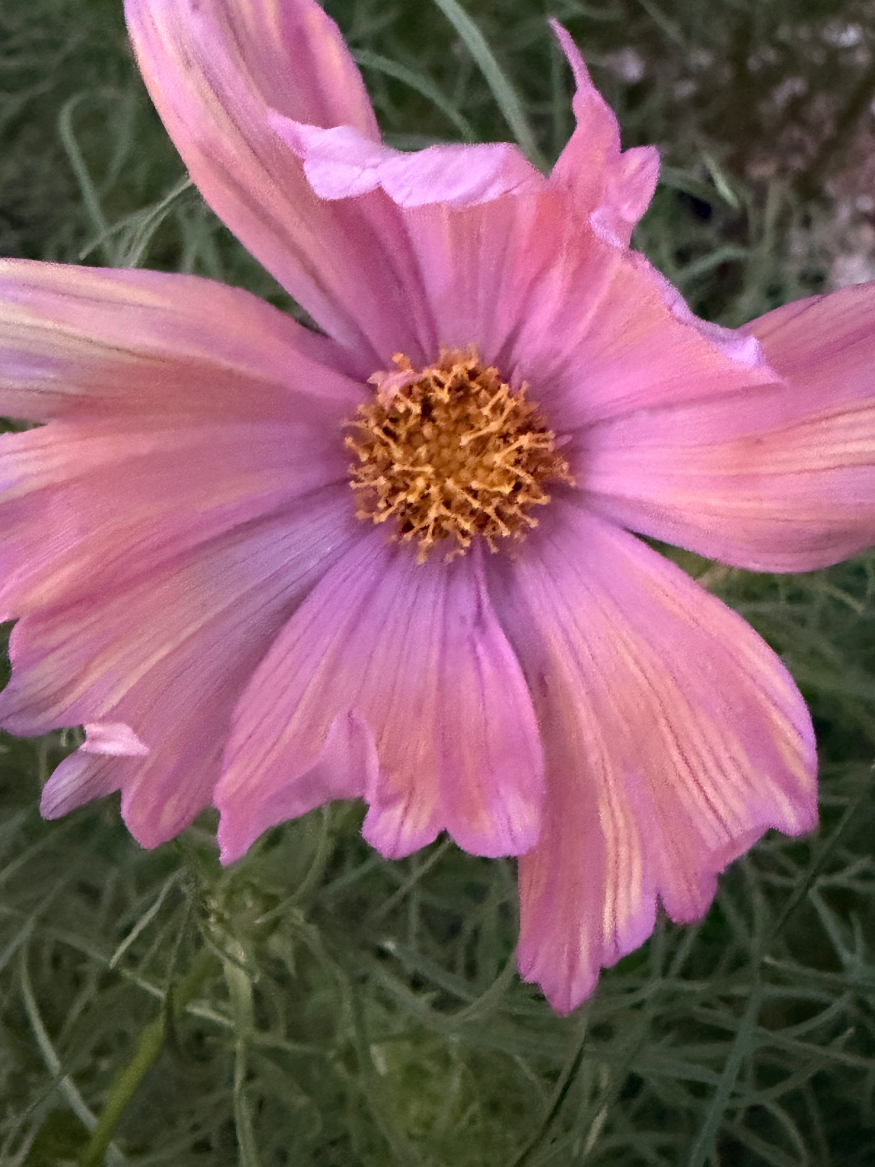 Cosmos - Apricotta