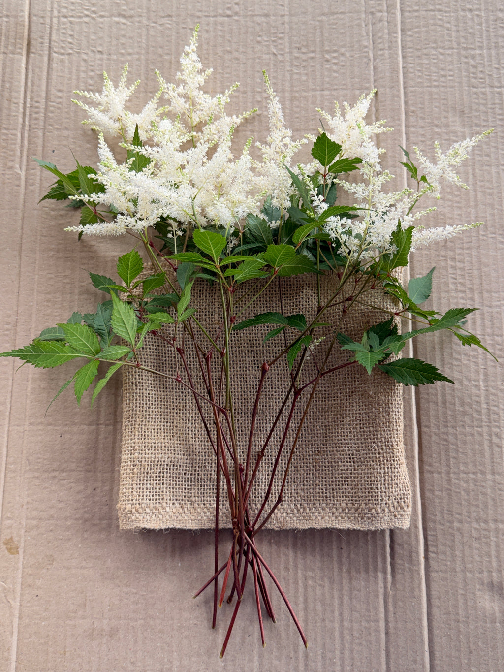 Astilbe Plumes