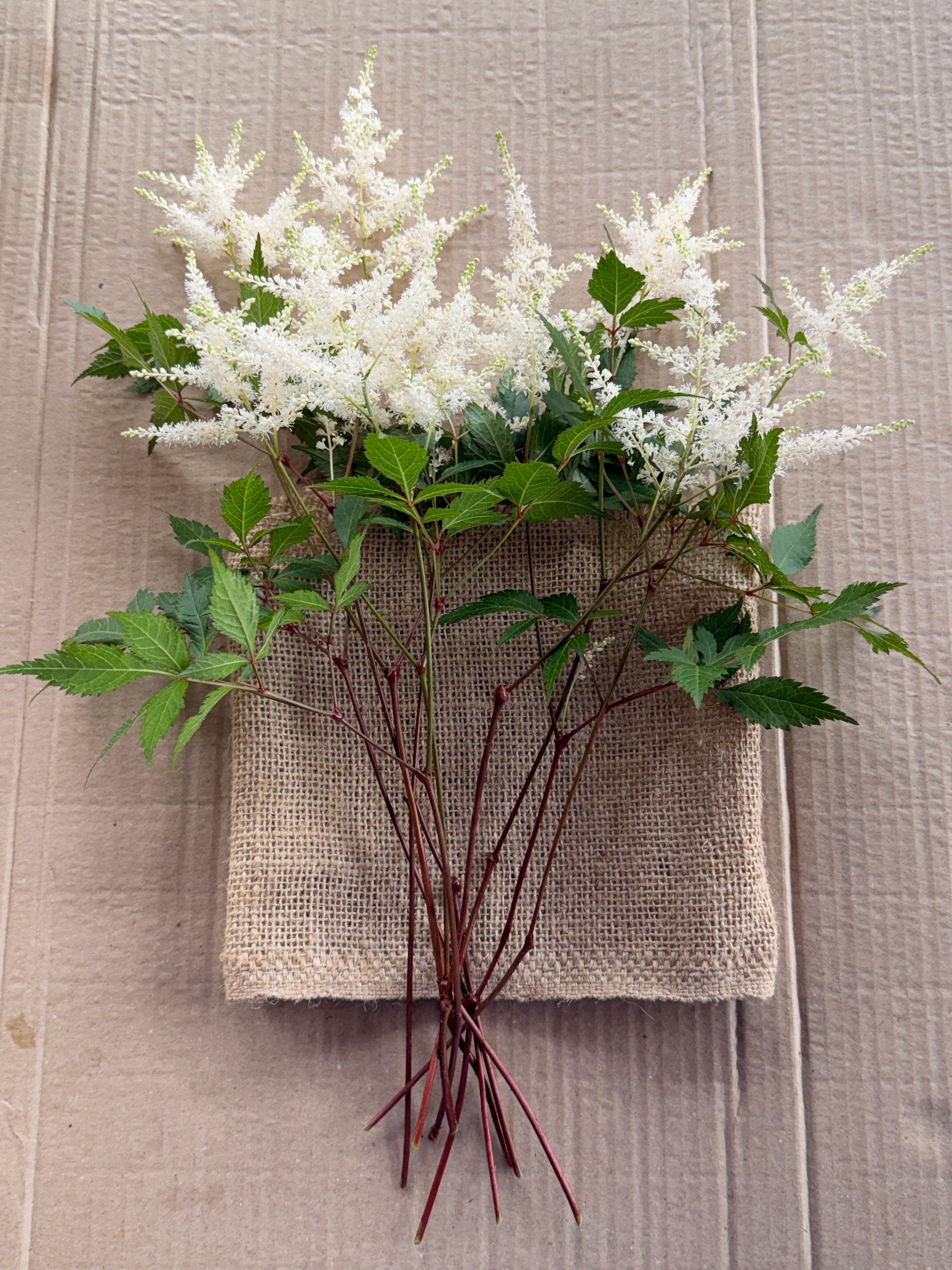 Astilbe Plumes