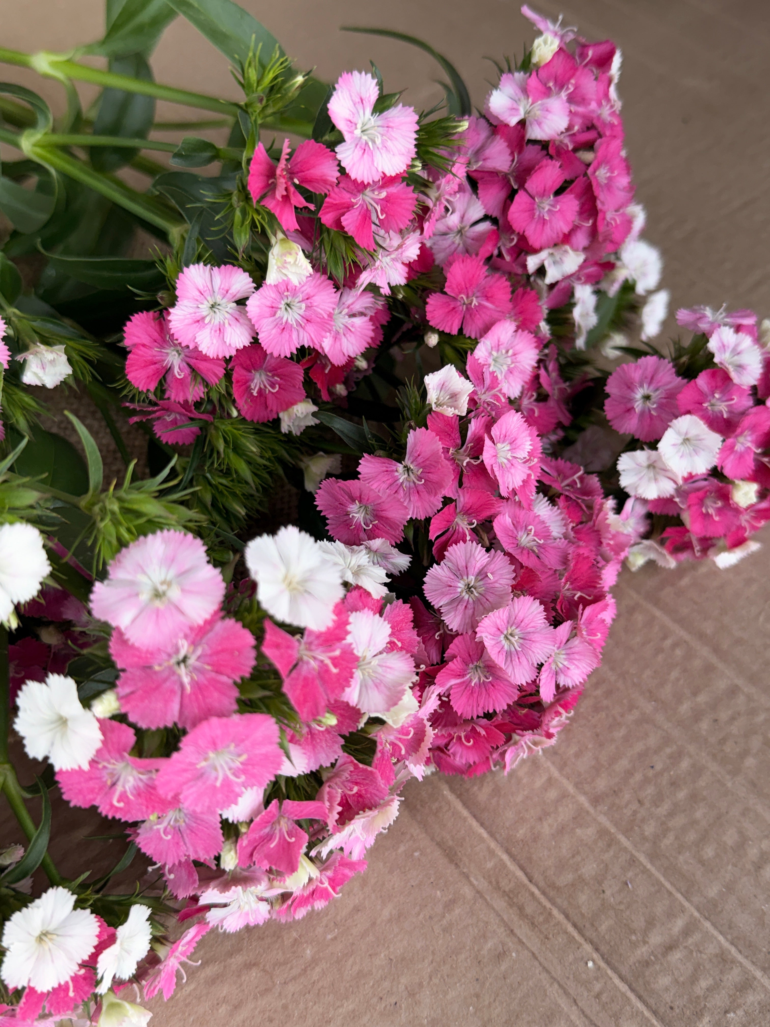 Dianthus - Pink & White