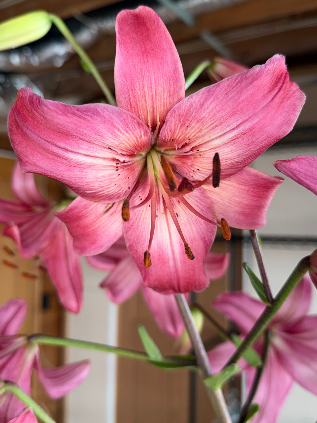 Lily - Pink Flight