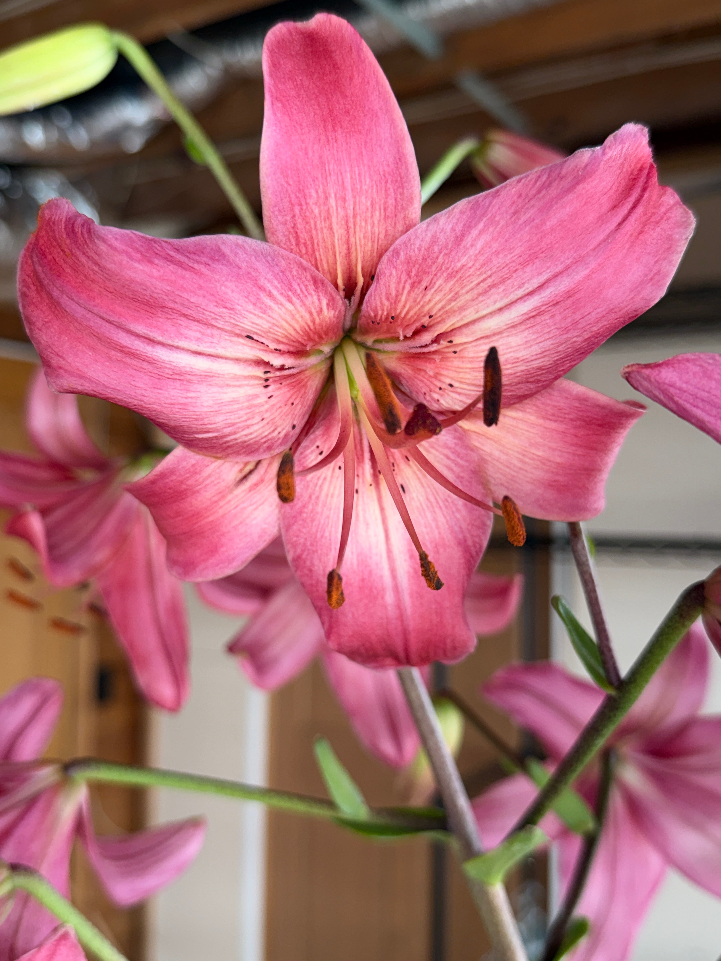 Lily - Pink Flight