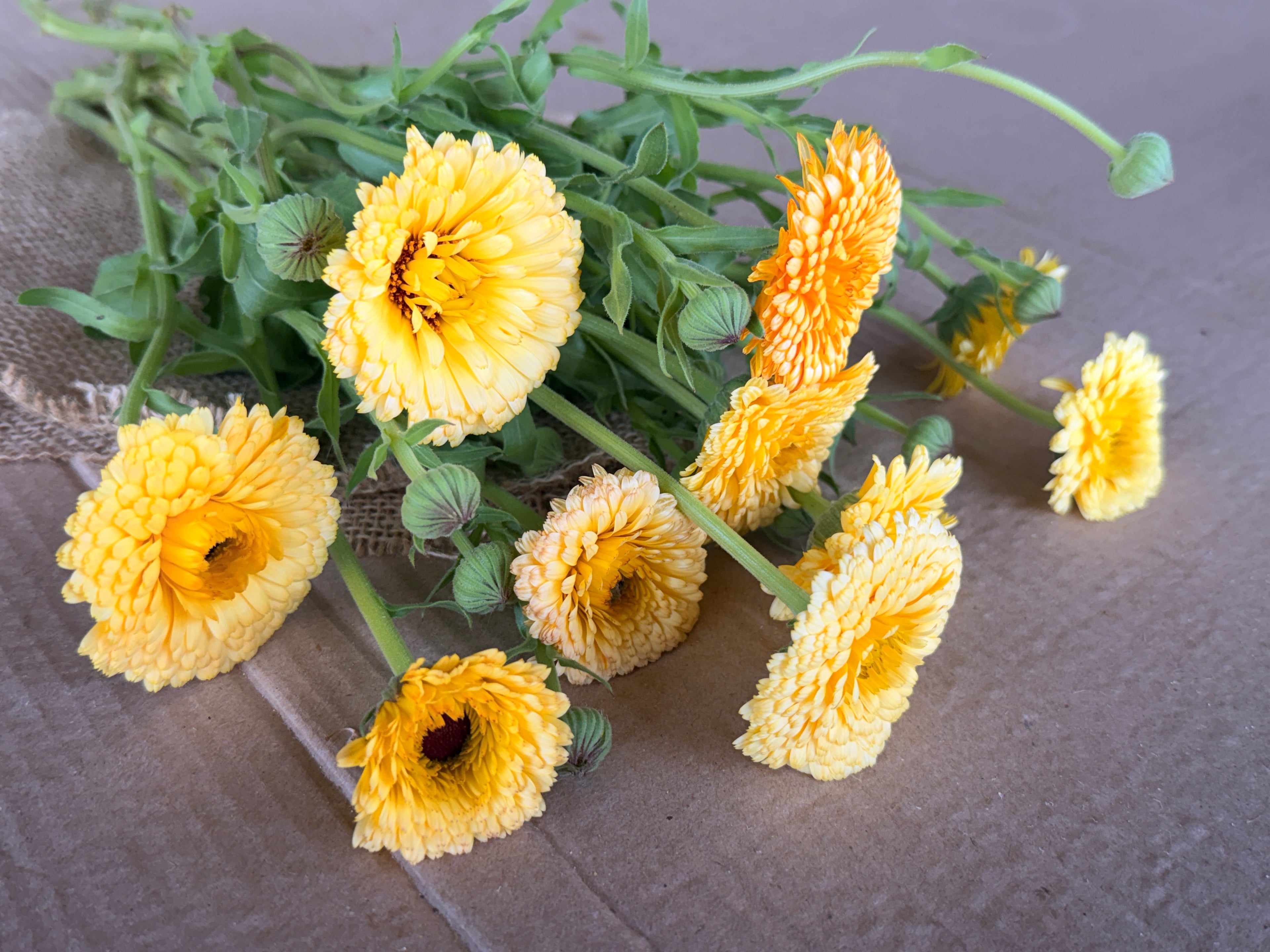 Calendula - Creamy Apricot