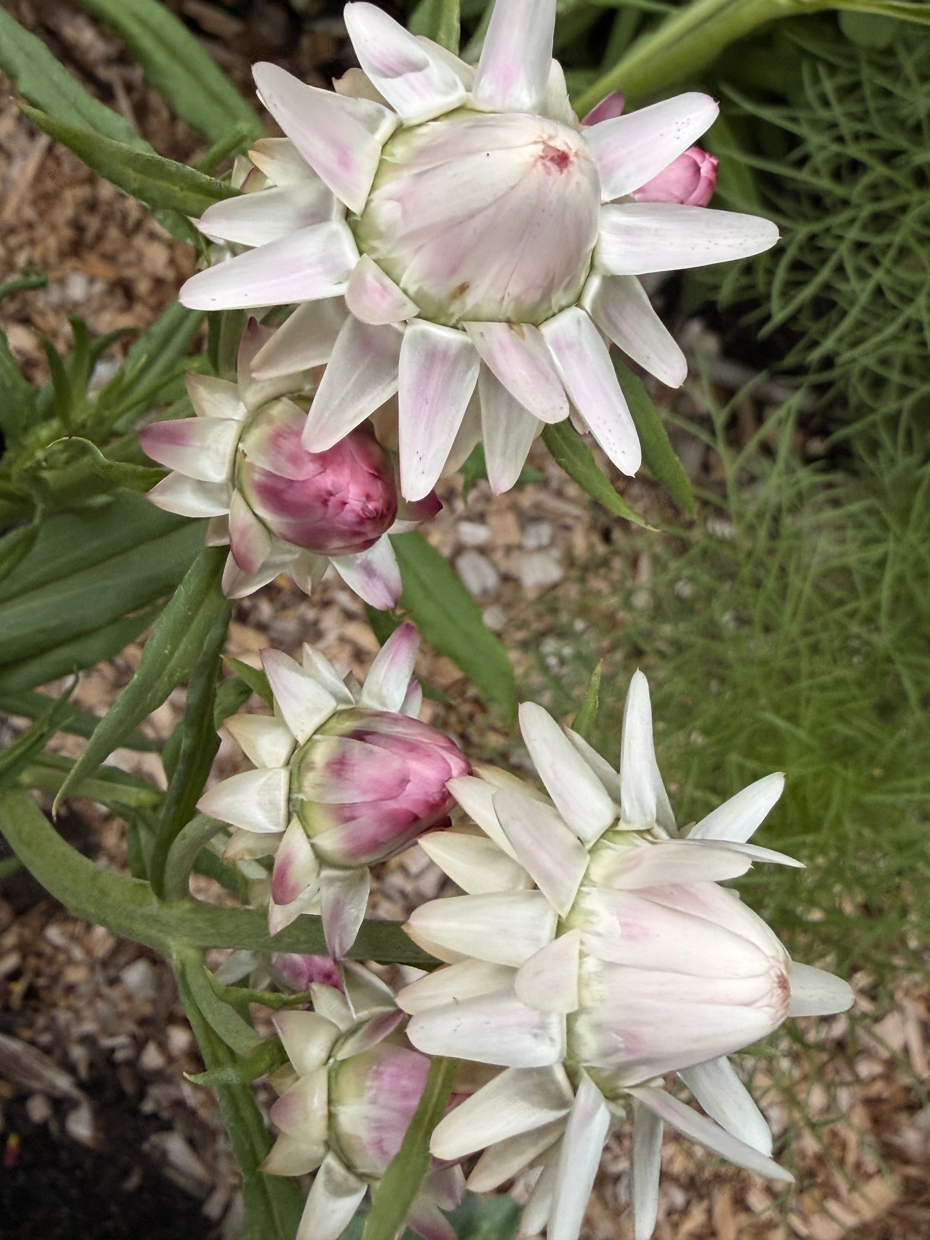 Strawflower - Blush Pink