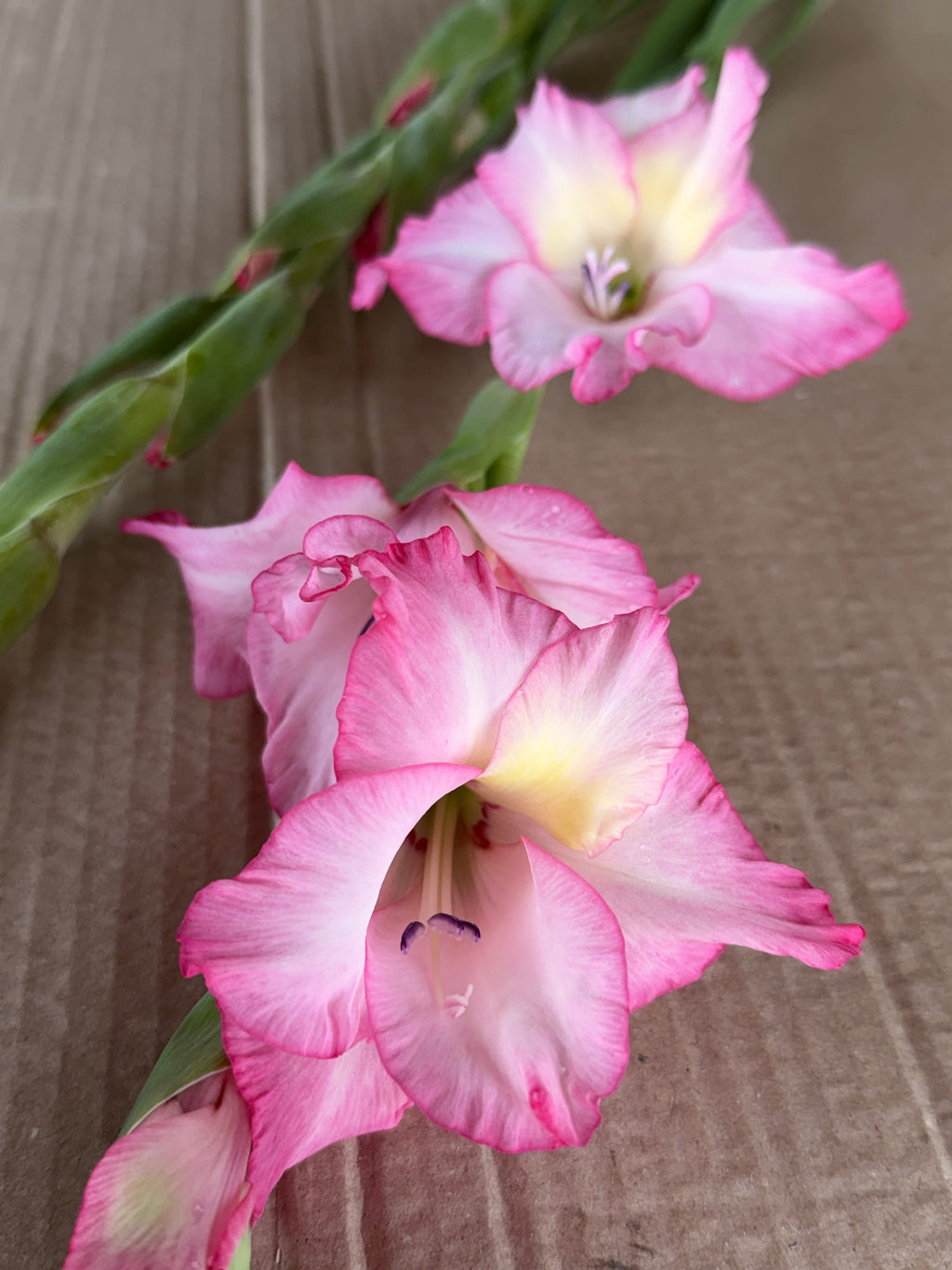 Gladiolus - Picotee Hot Pink