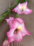 Gladiolus - Picotee Hot Pink
