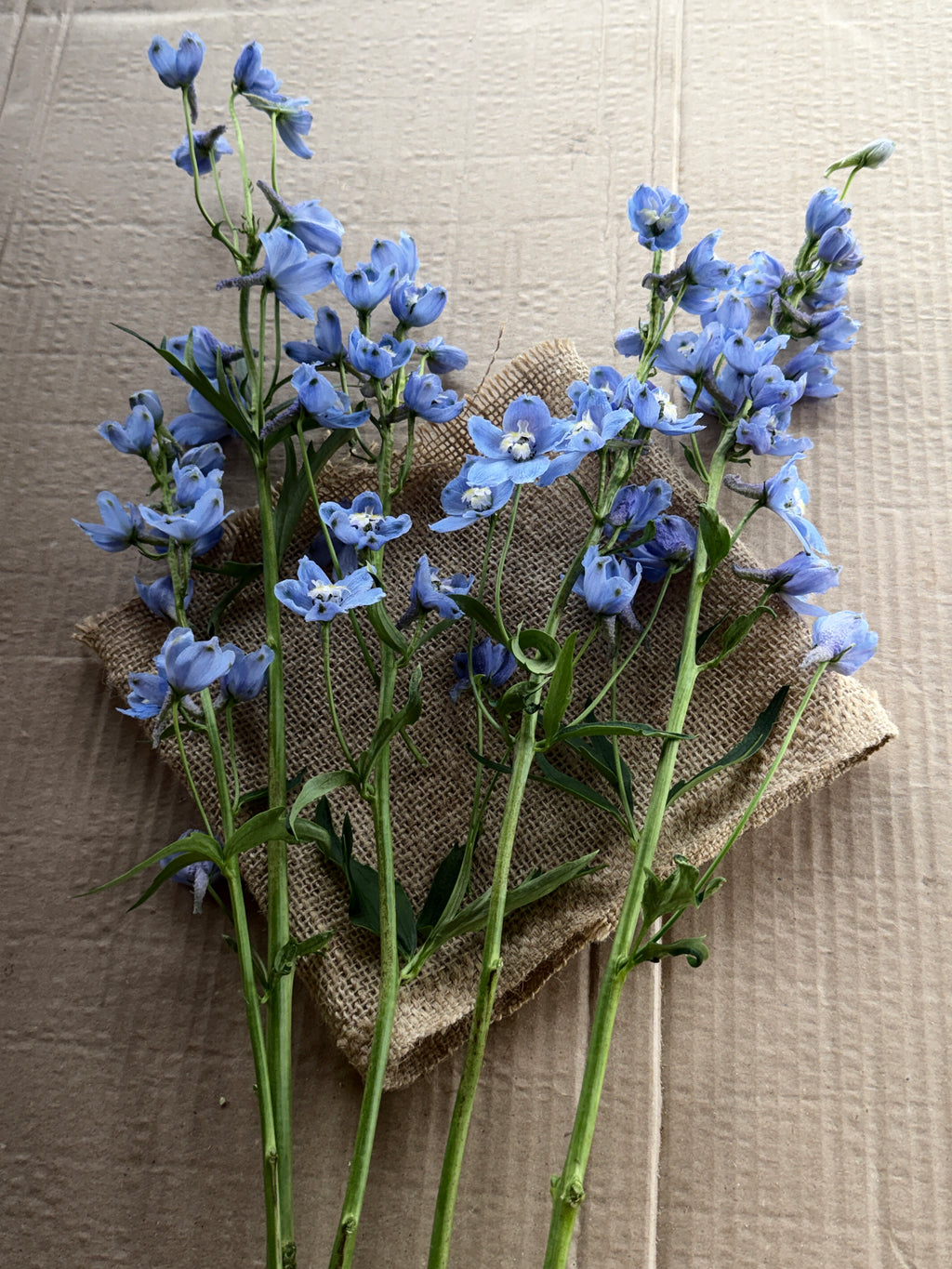 Delphinium - Light Blue