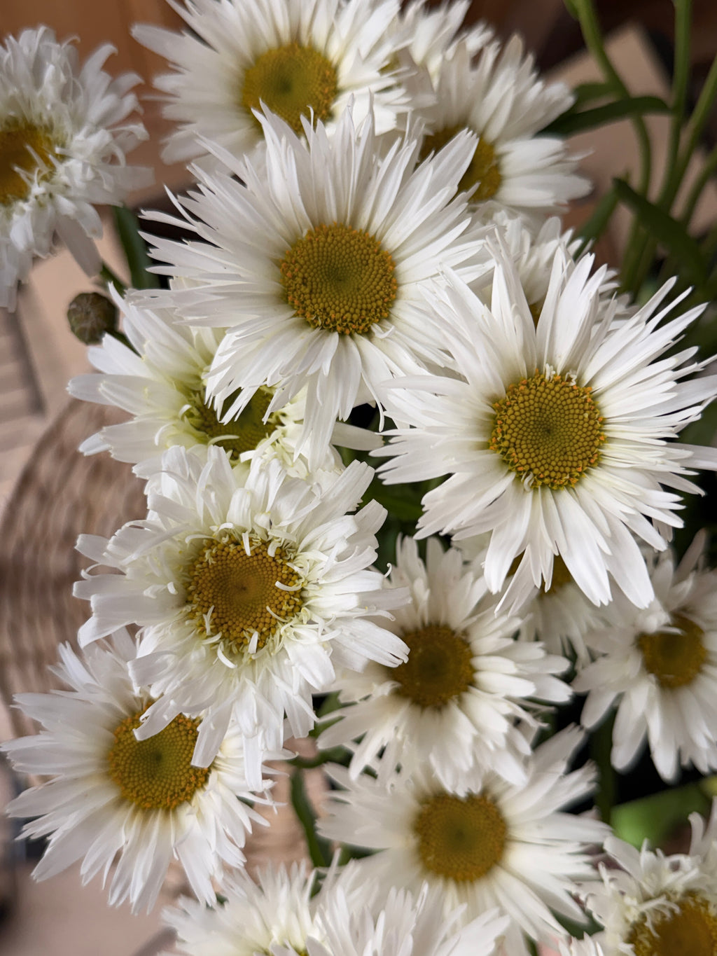 Daisy - Tall Double White