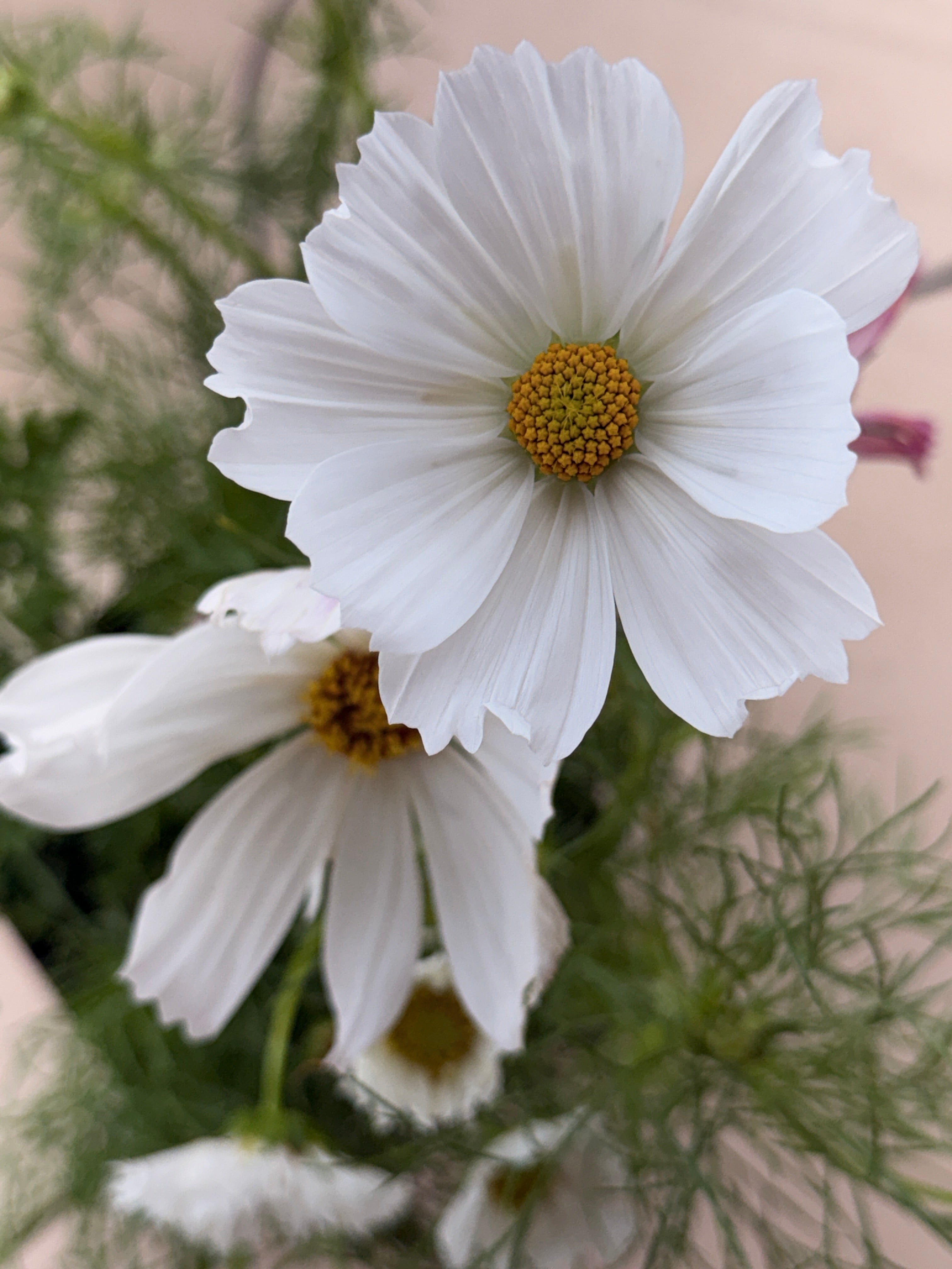 Cosmos - Afternoon White