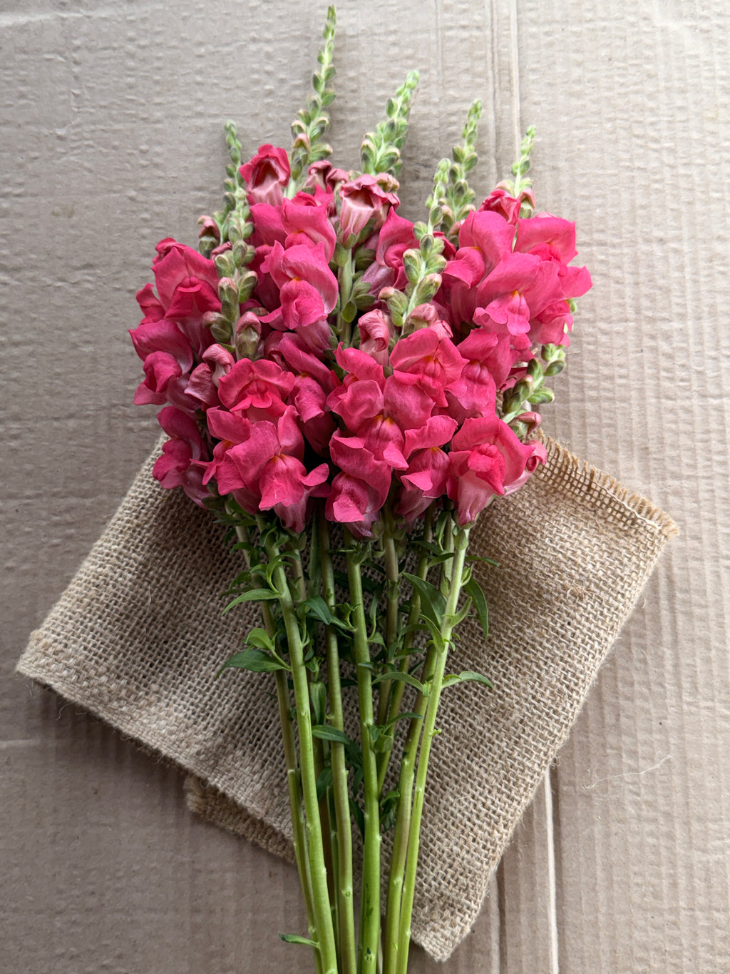 Snapdragon - Potomac Dark Pink