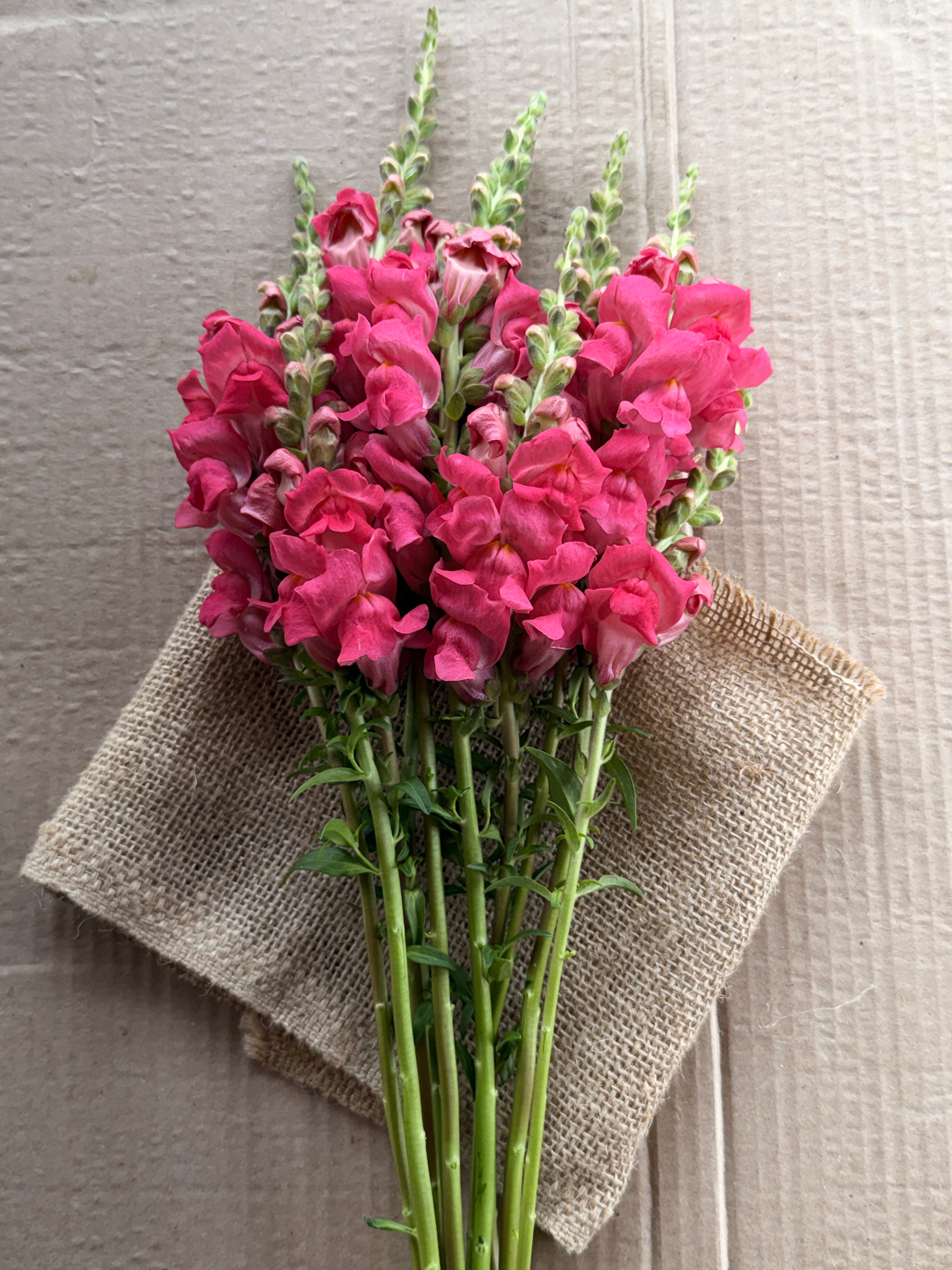 Snapdragon - Potomac Dark Pink