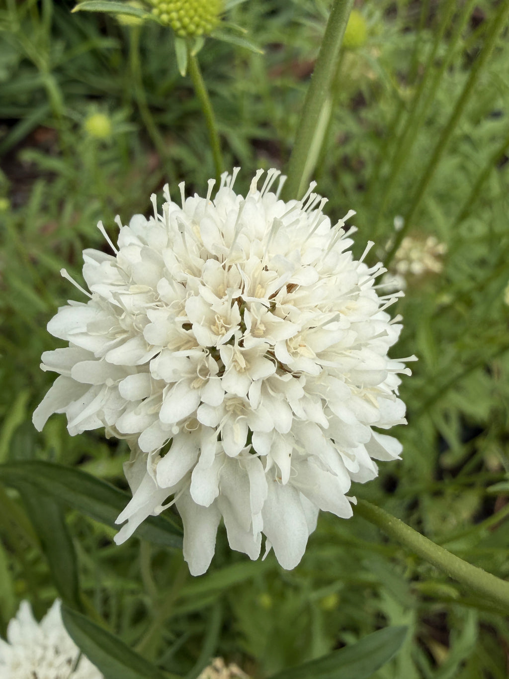 Scabiosa - White