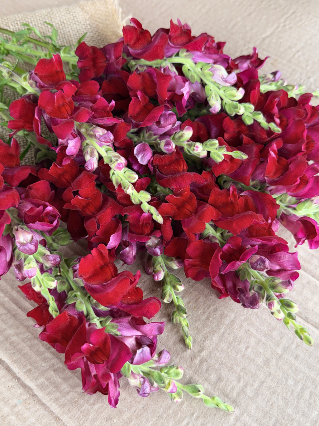 Snapdragon - Potomac Red