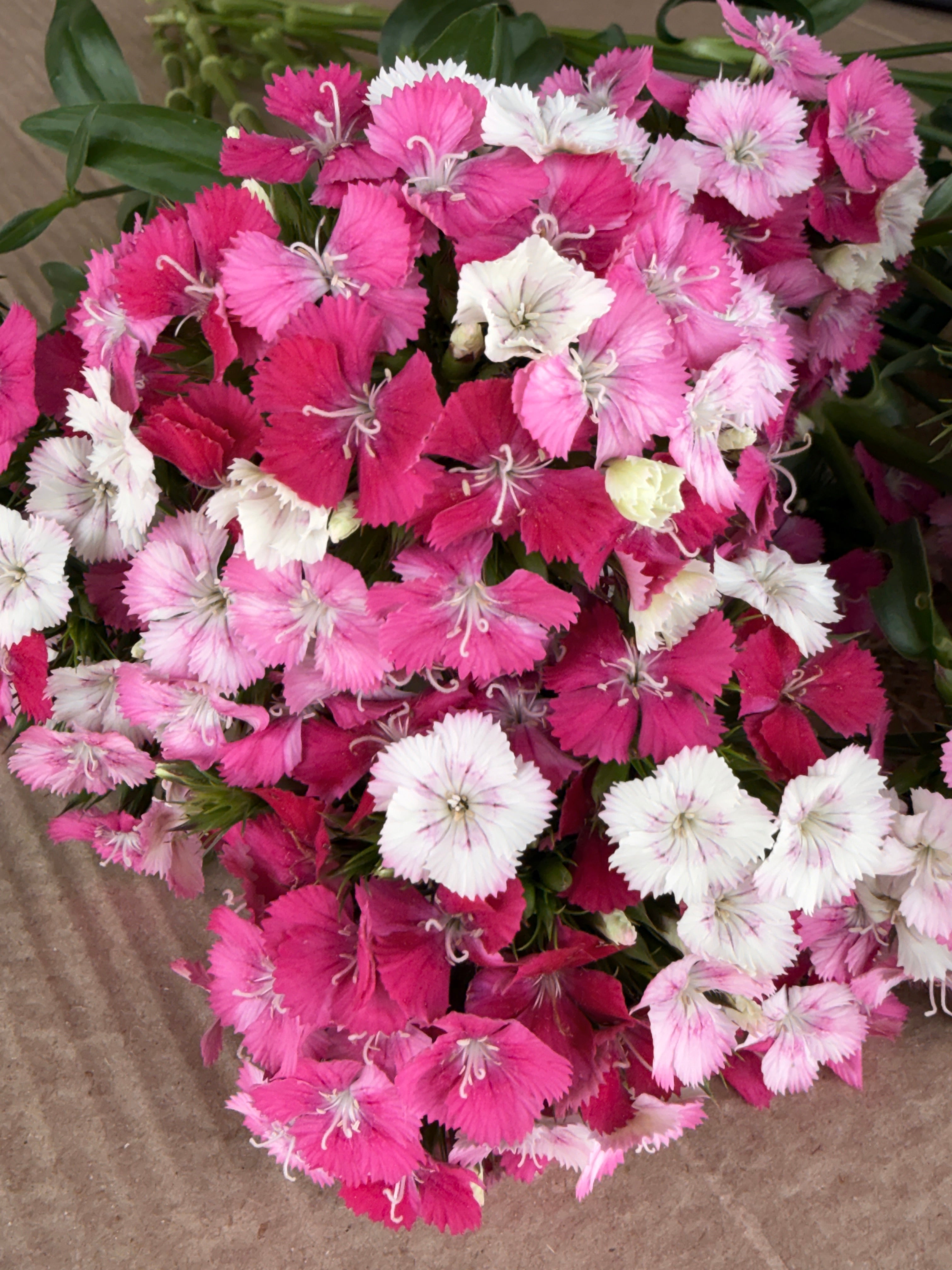 Dianthus - Pink & White