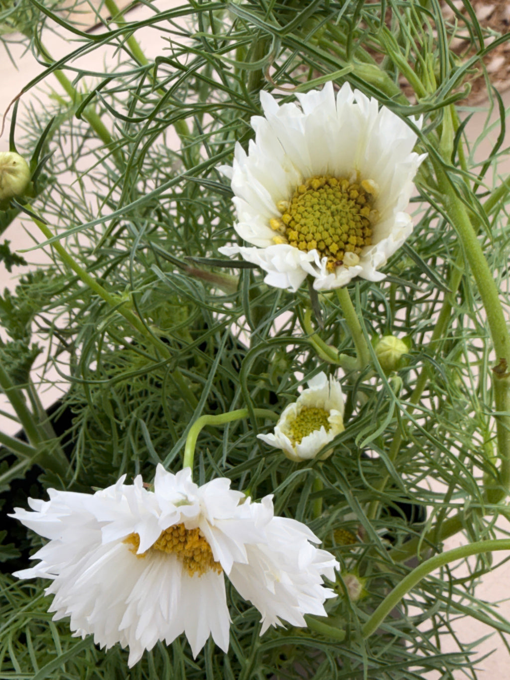 Cosmos - Snow Puff