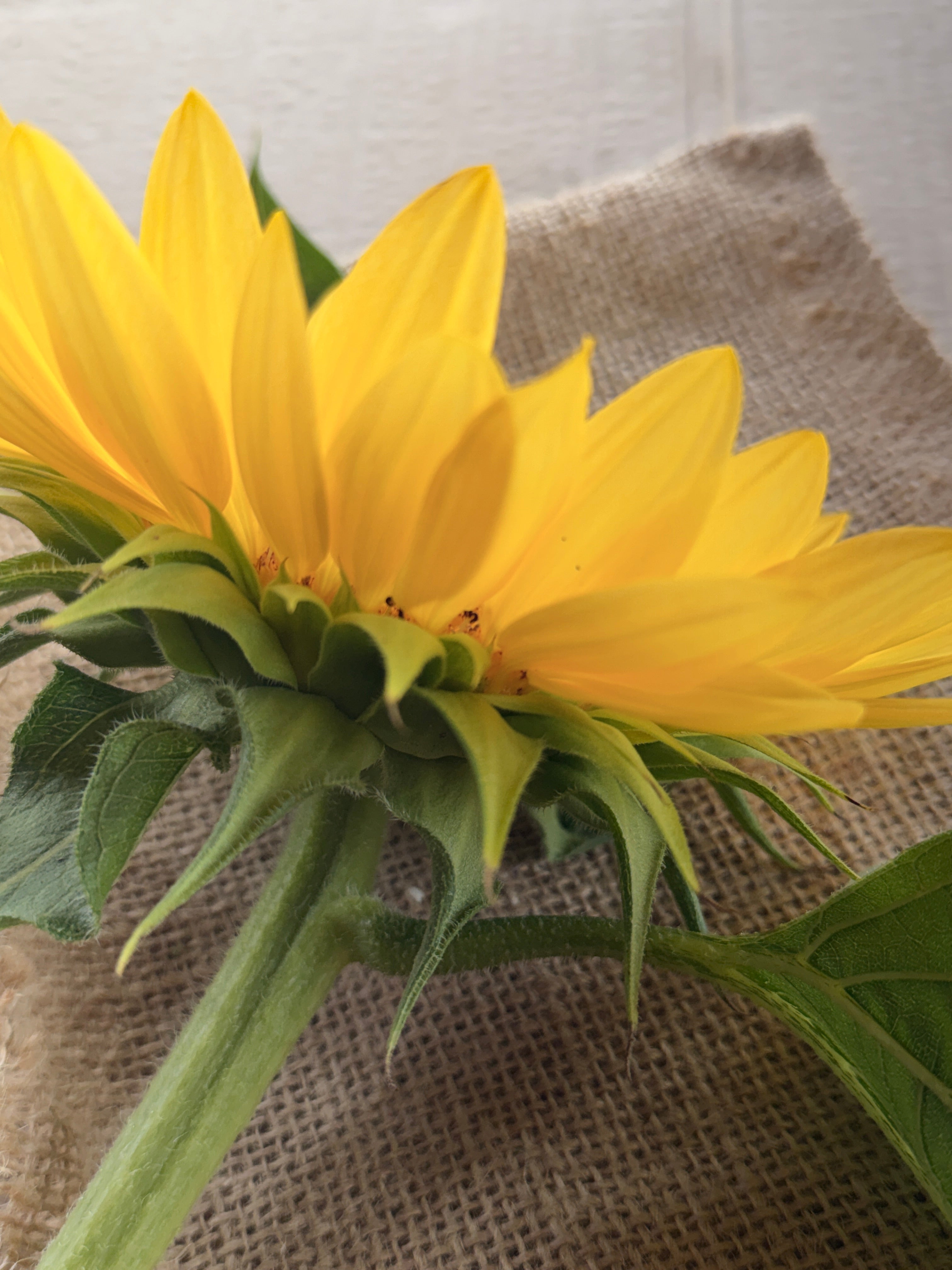 Sunflower - Procut Peach