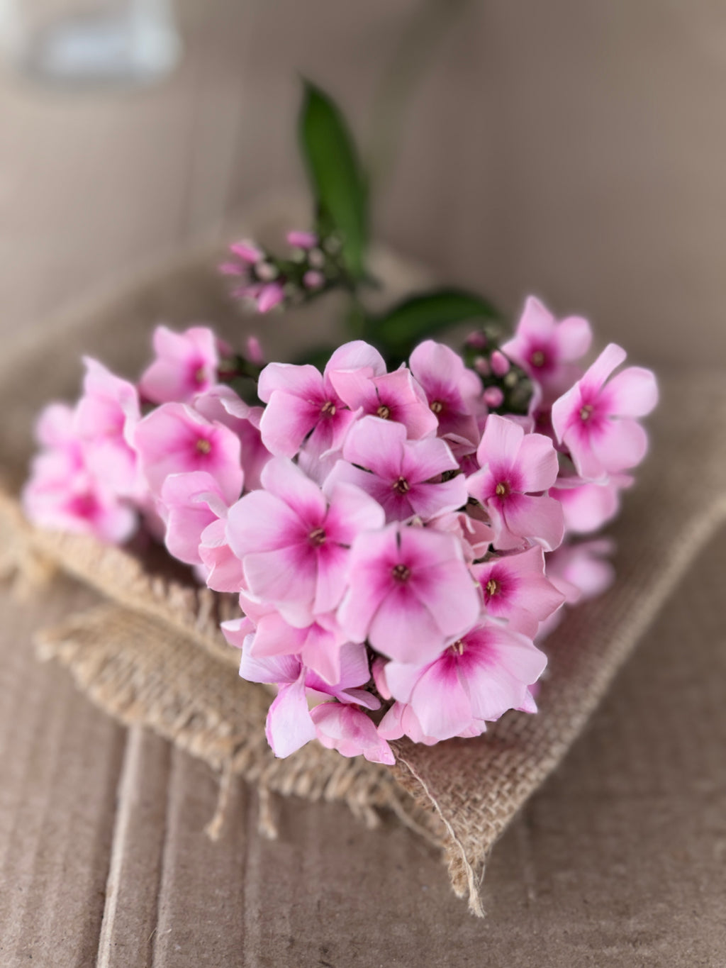 Phlox - Light Pink