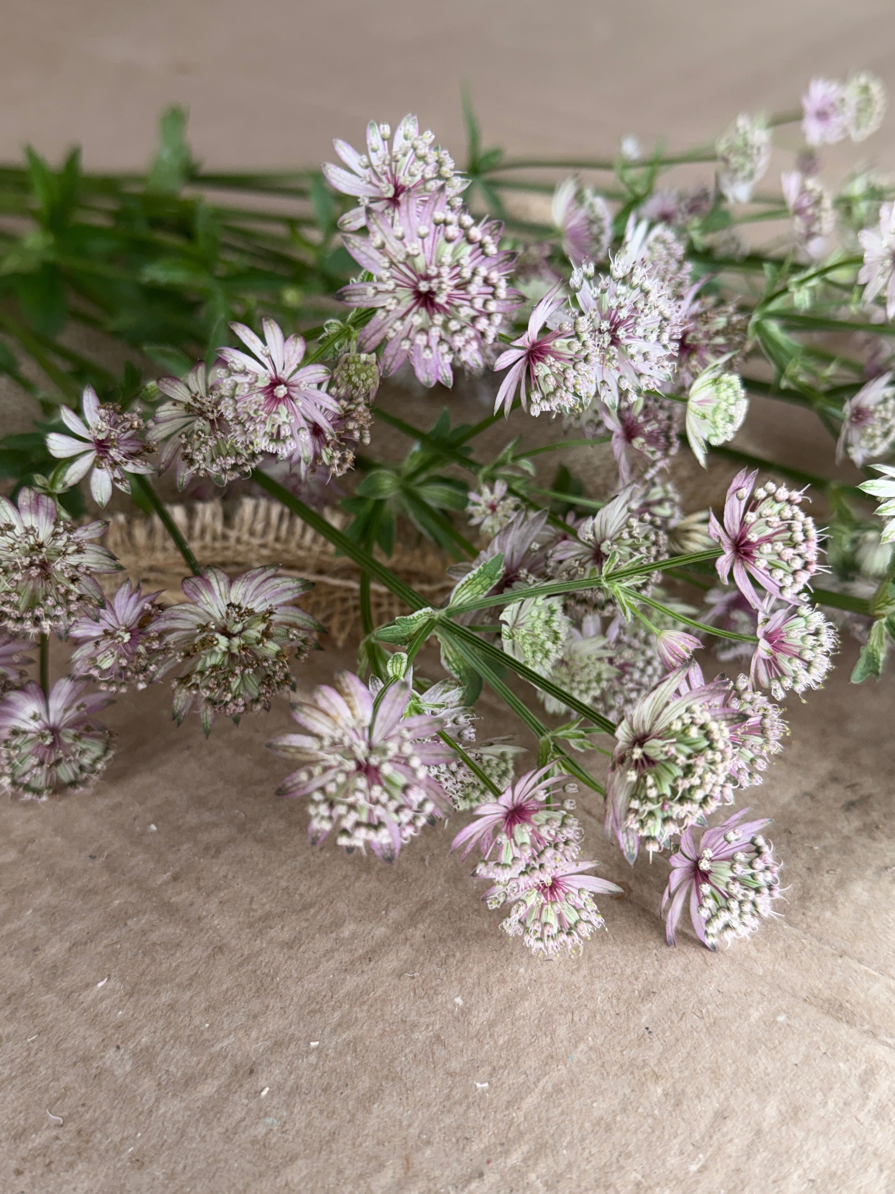 Astrantia - Pink