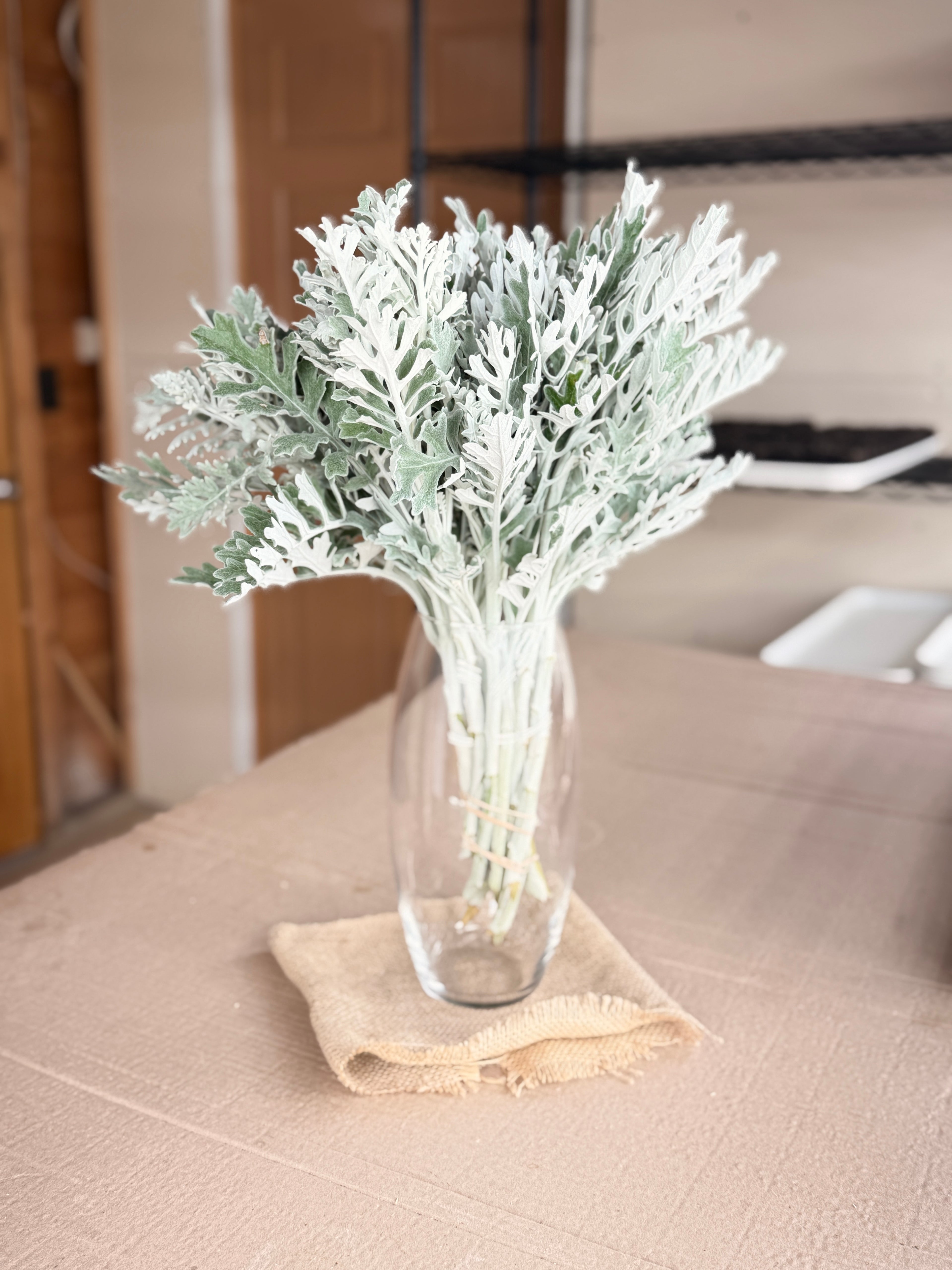 Dusty Miller - Lacy Texture