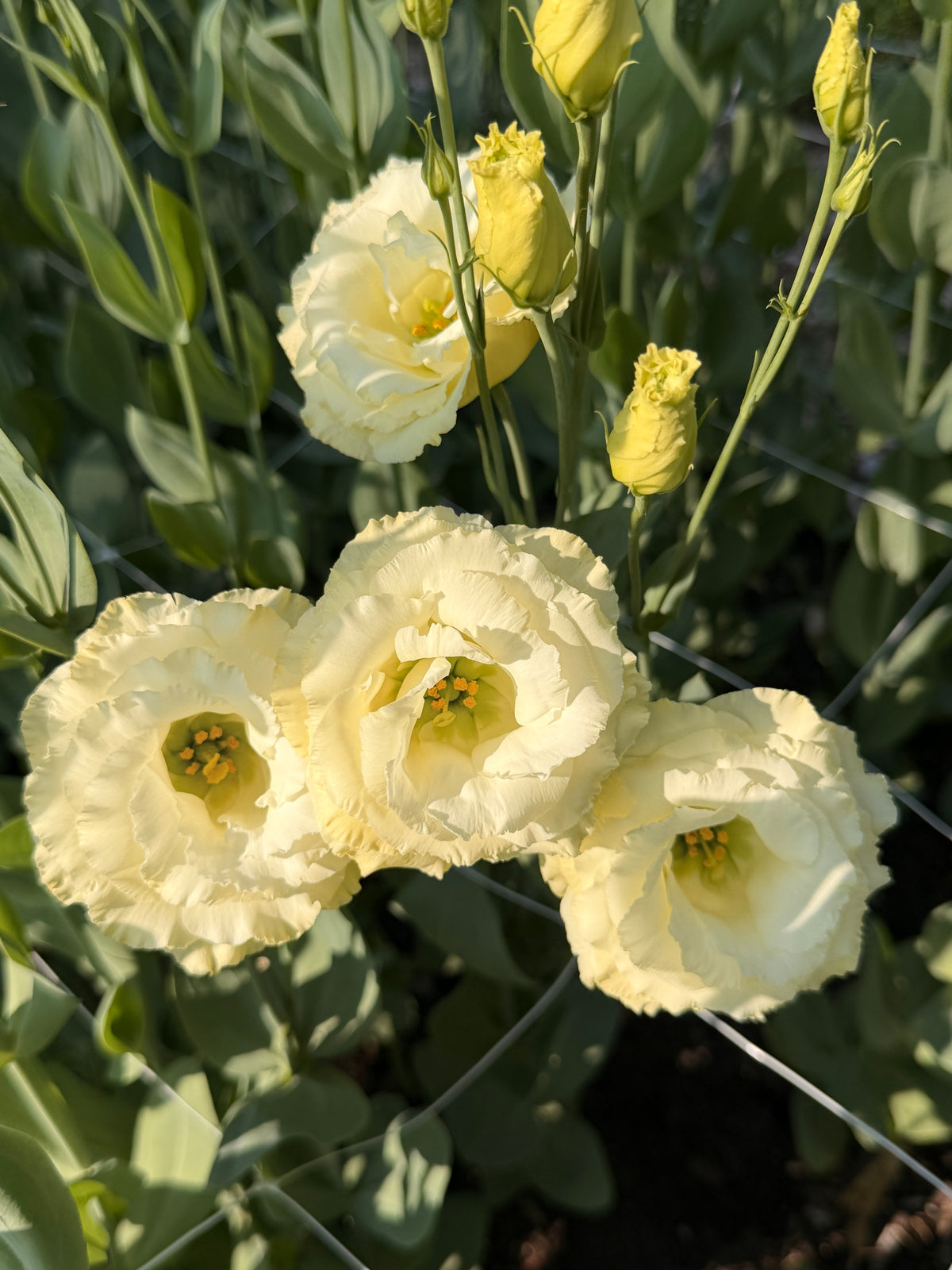 Lisianthus - Primrose
