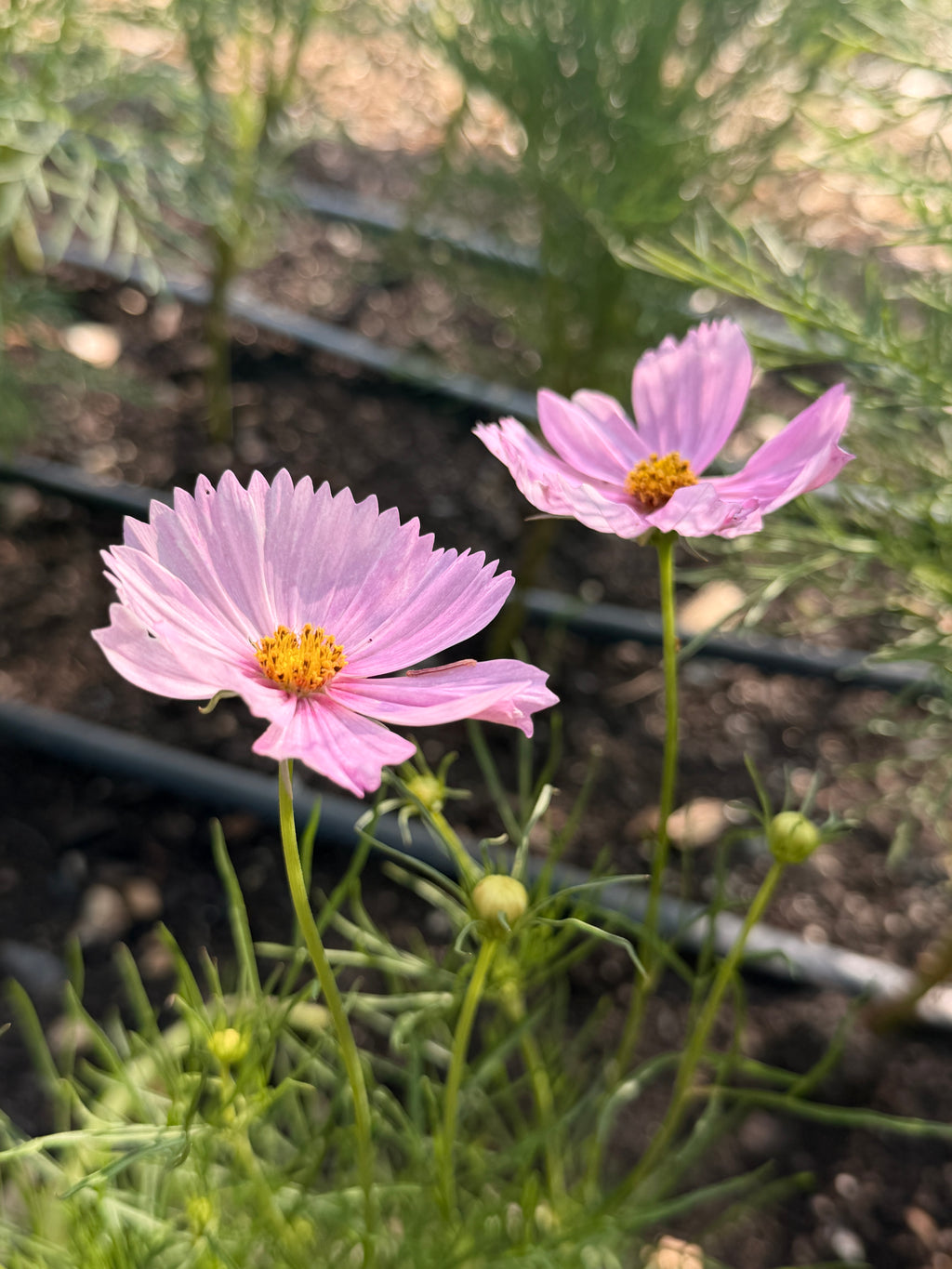 Cosmos - Cupcakes Blush