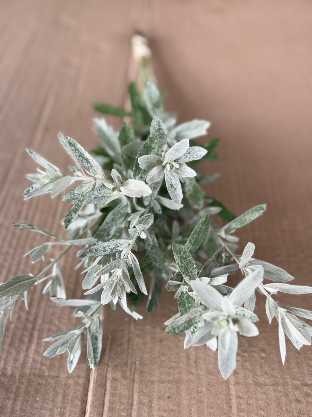 White Sage - fine textured