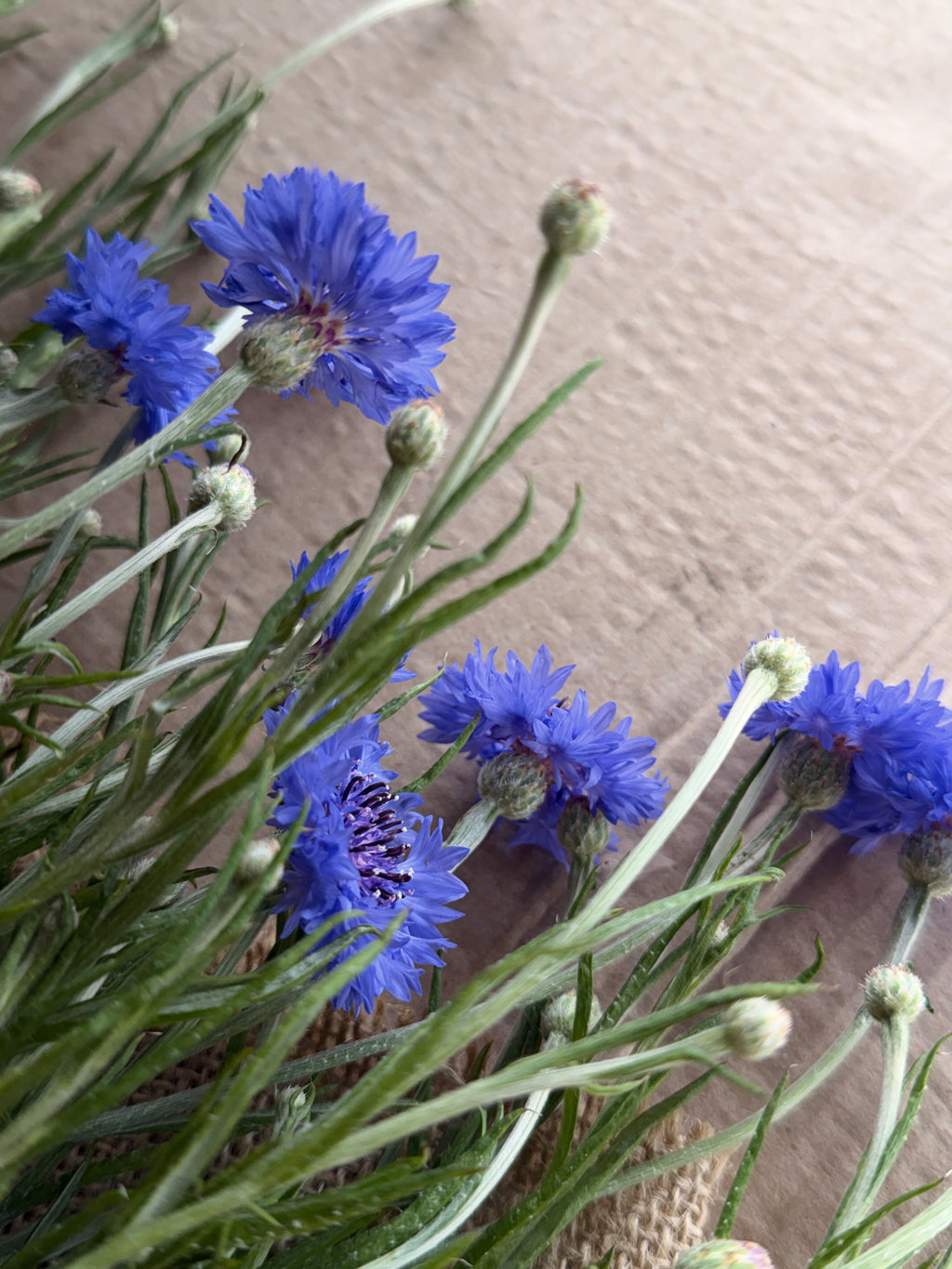 Bachelor’s Button - Blue