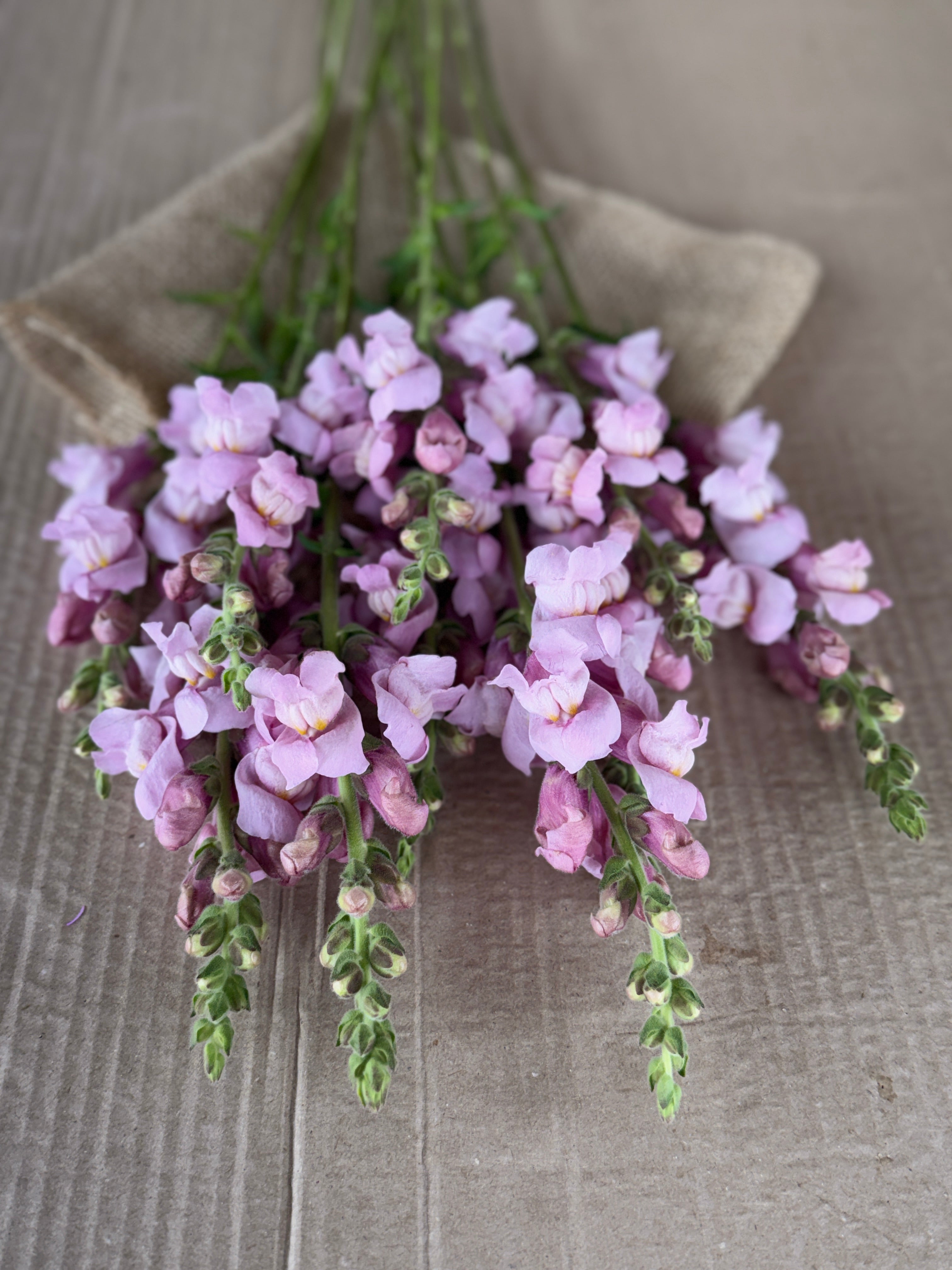 Snapdragon - Potomac Lavender