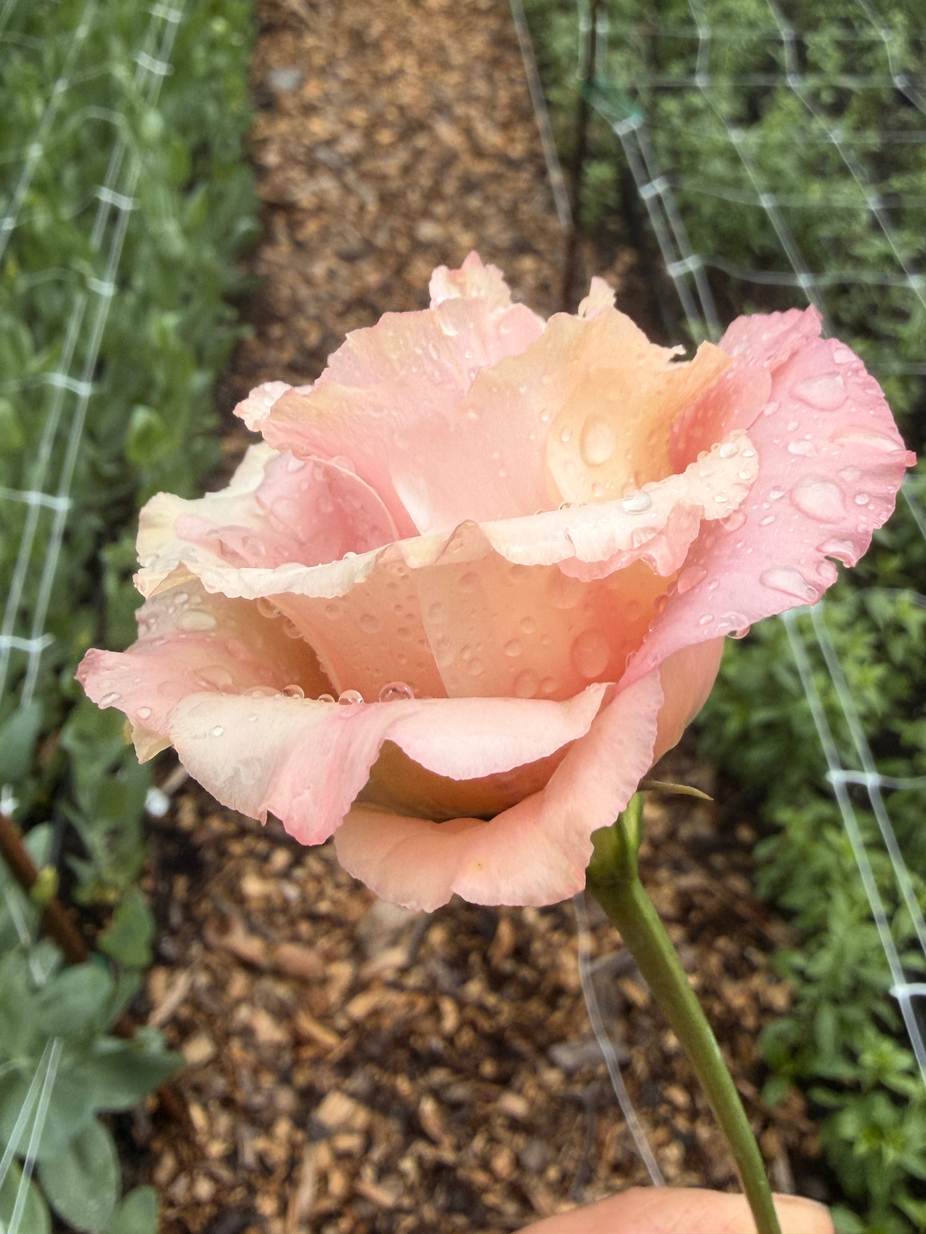 Lisianthus - Peach