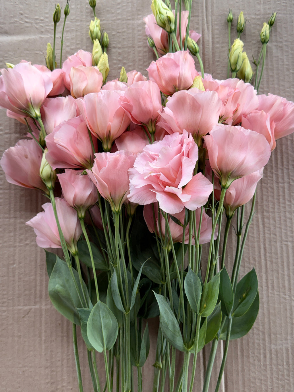 Lisianthus - Peach