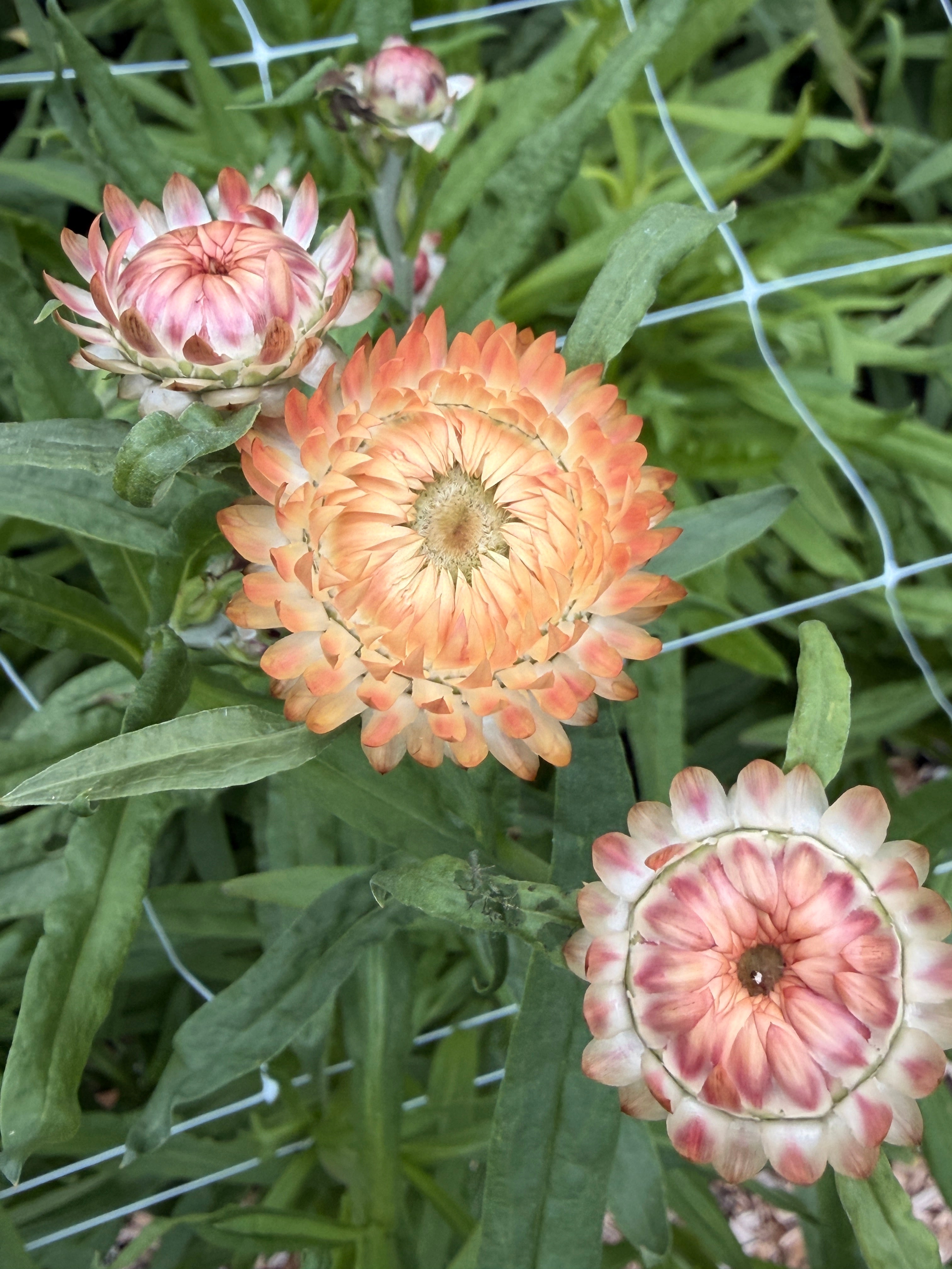 Strawflower - King Sized Salmon