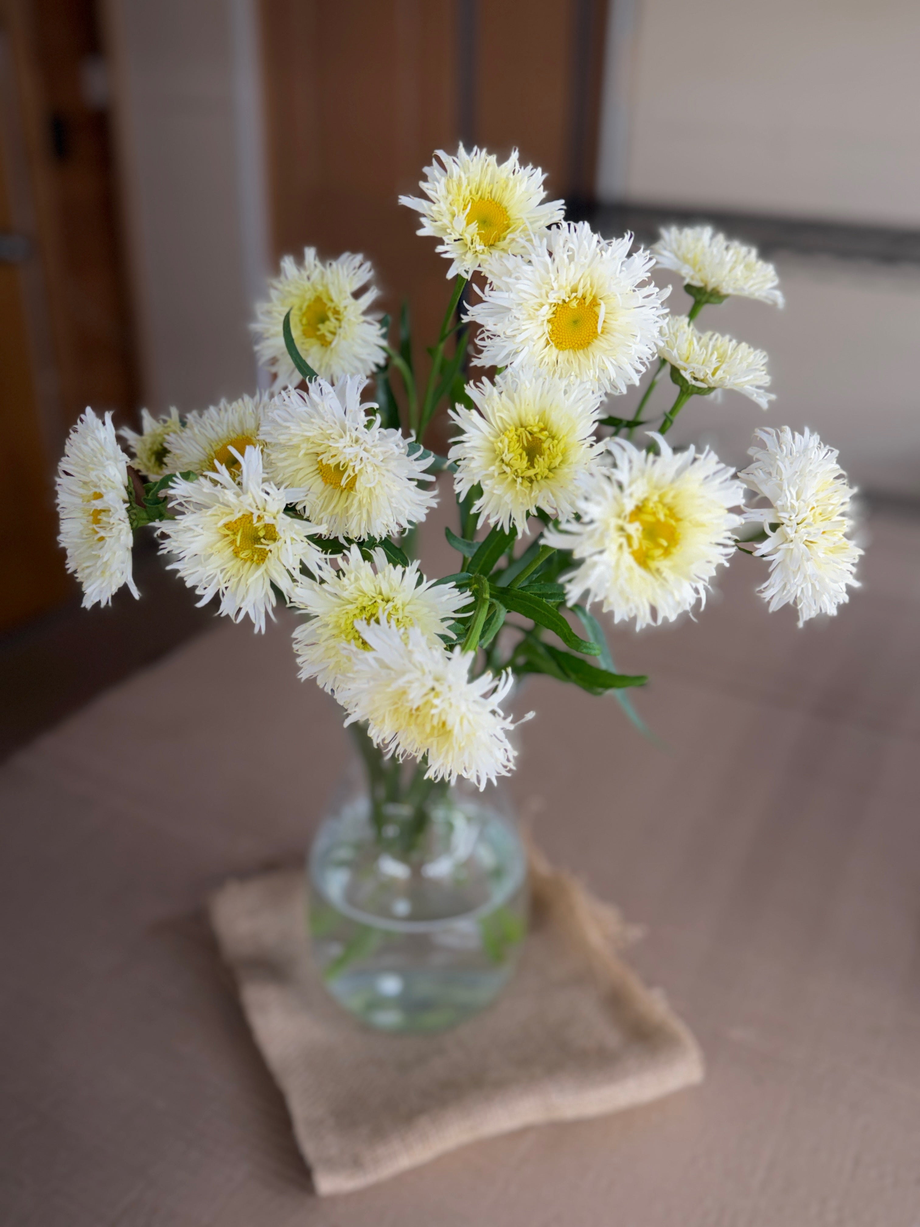 Daisy - Tall Double White