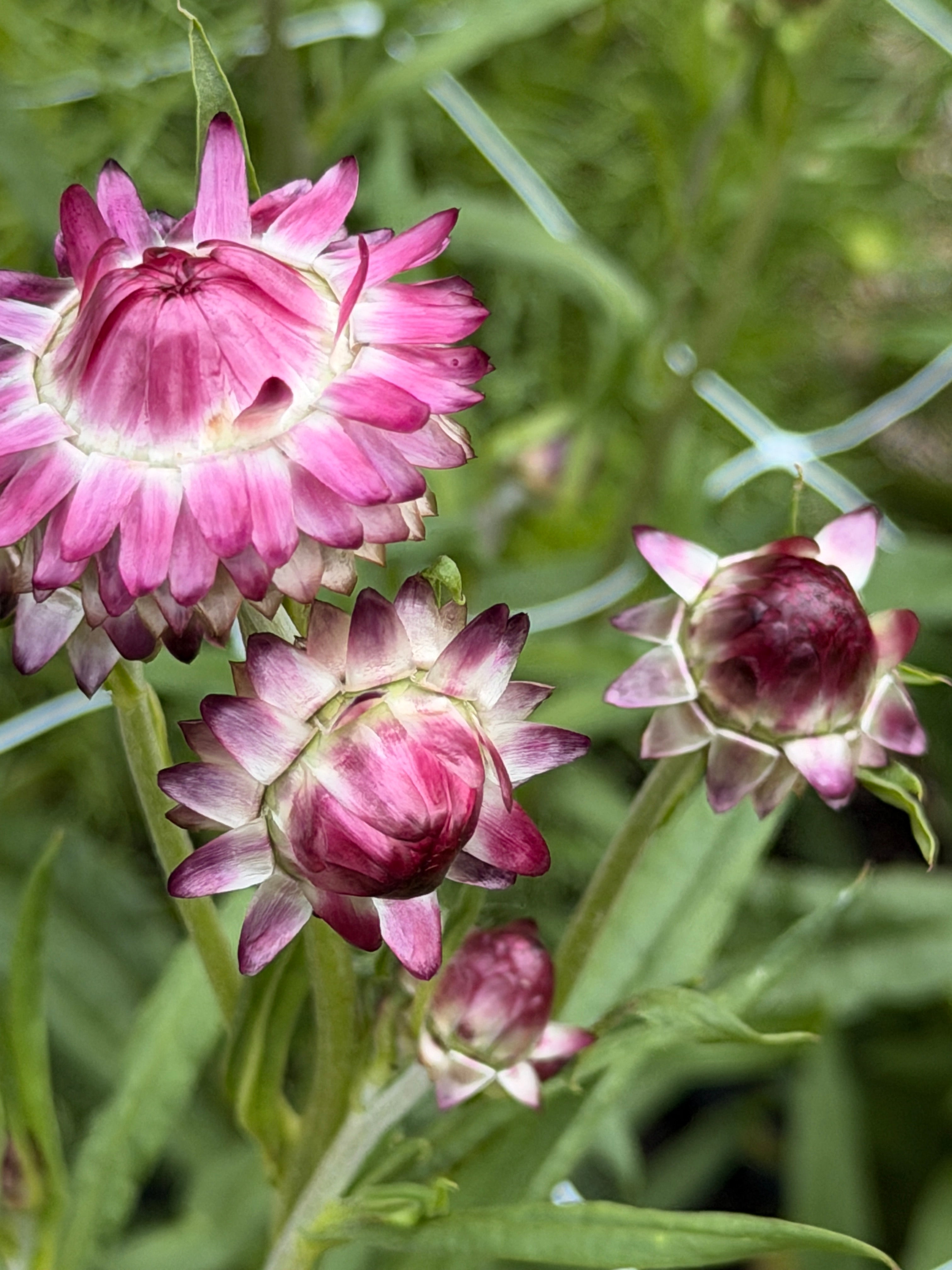 Strawflower - Cranberry Rose