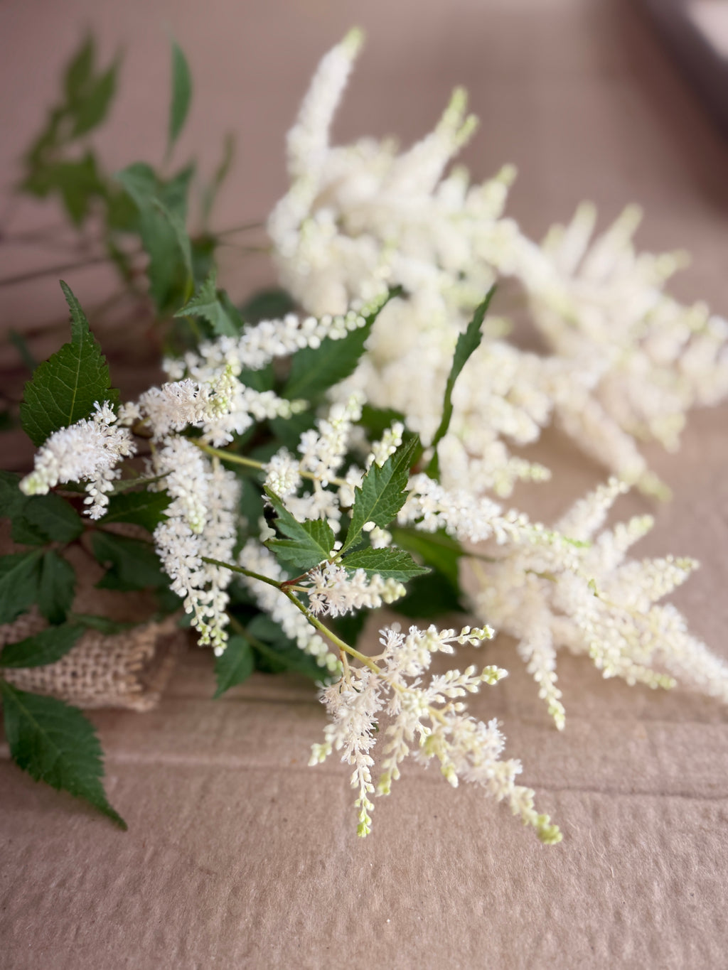 Astilbe Plumes