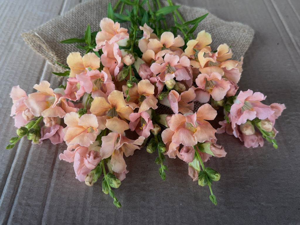 Snapdragon - Chantily Light Salmon