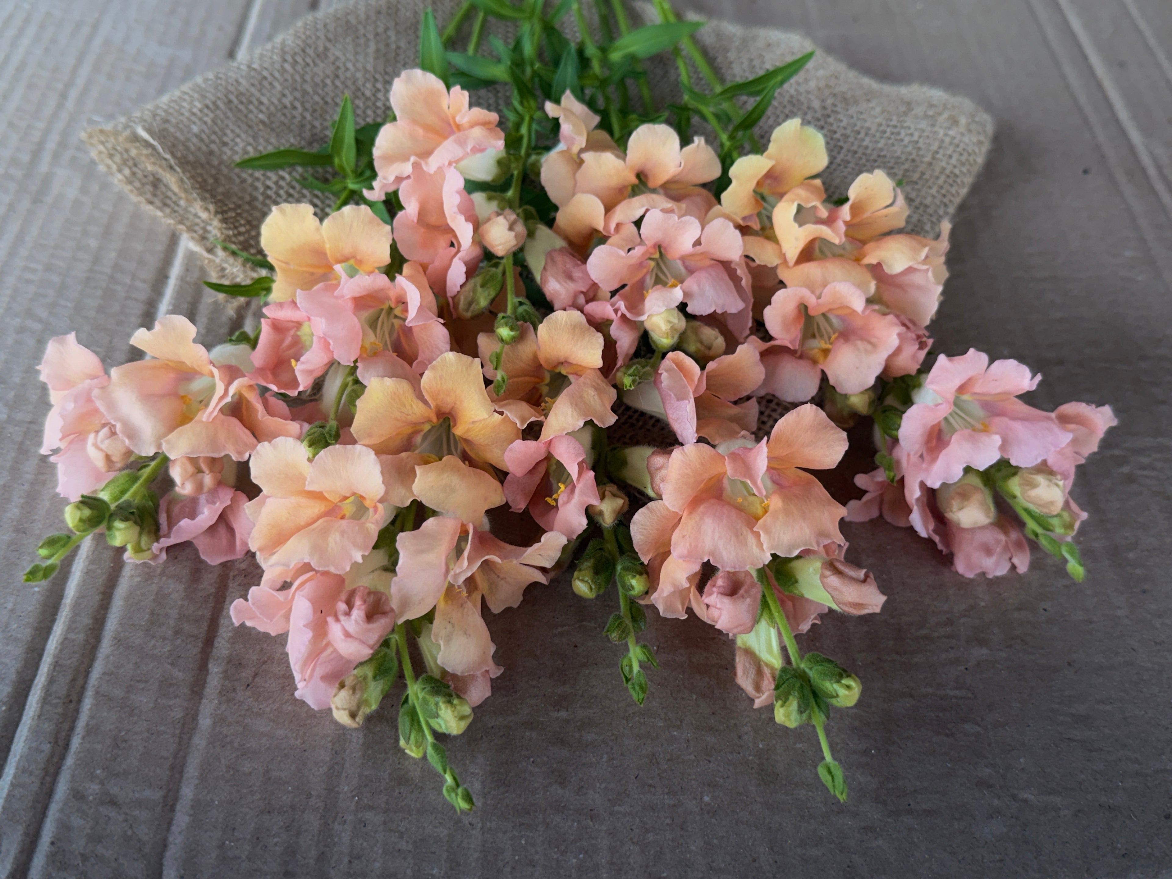 Snapdragon - Chantily Light Salmon