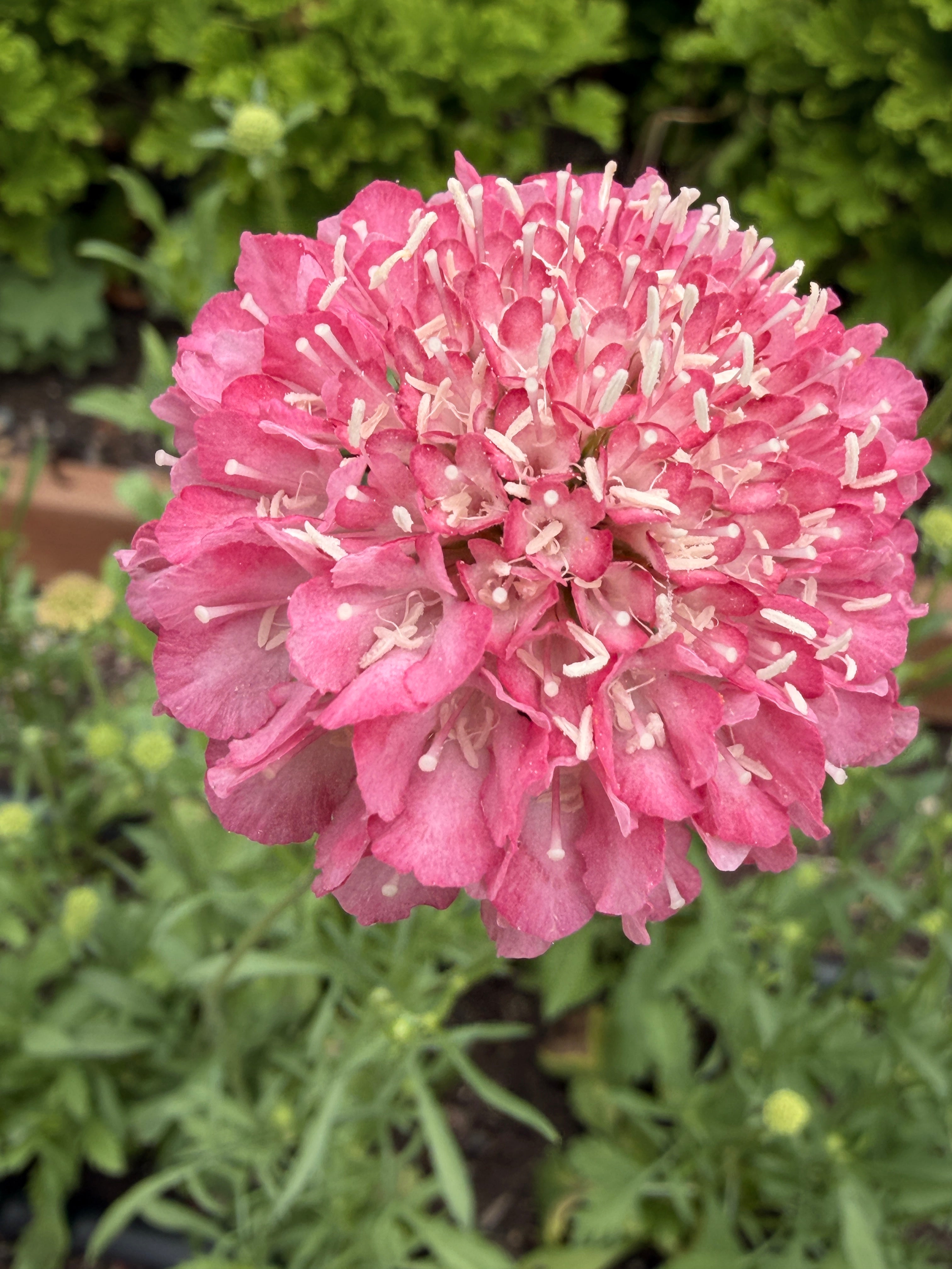 Scabiosa - Salmon Rose