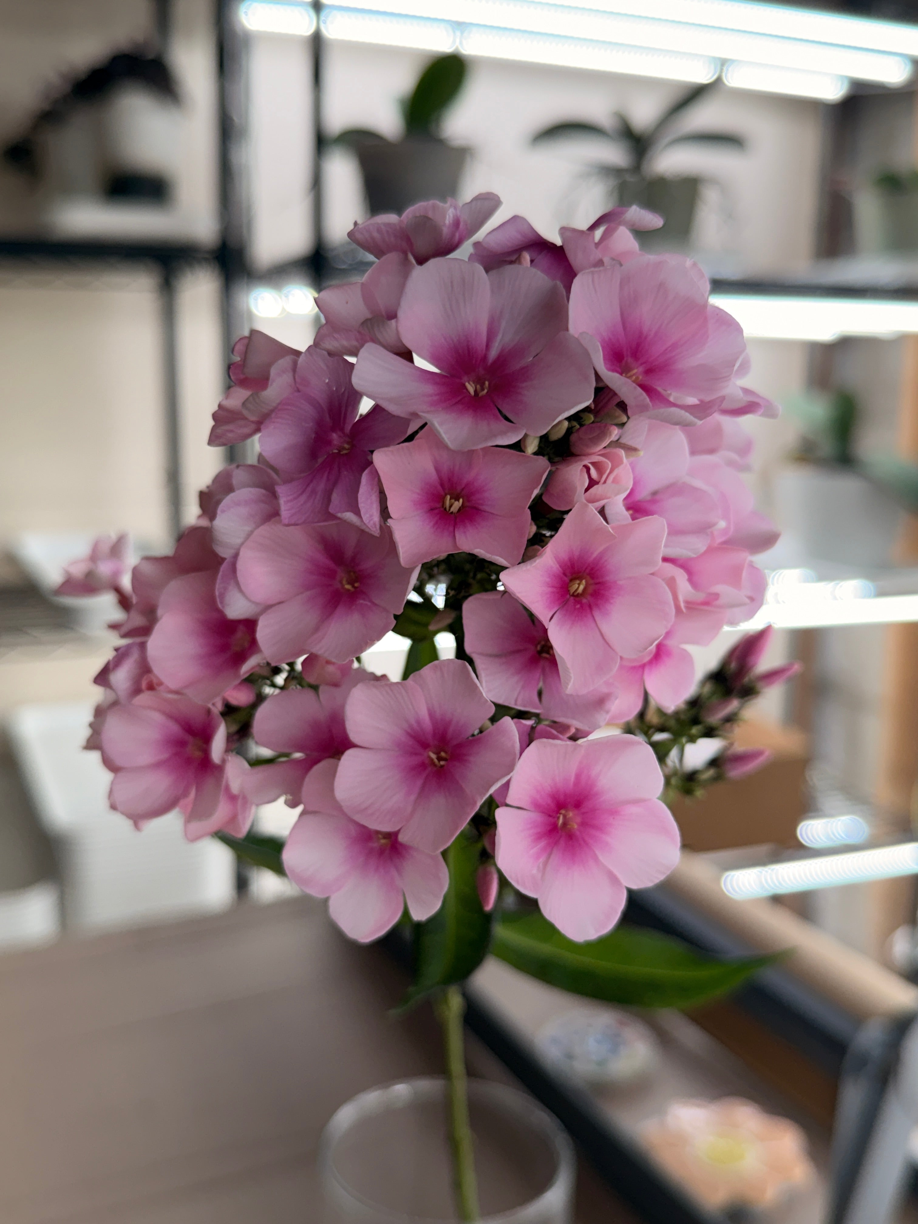 Phlox - Light Pink