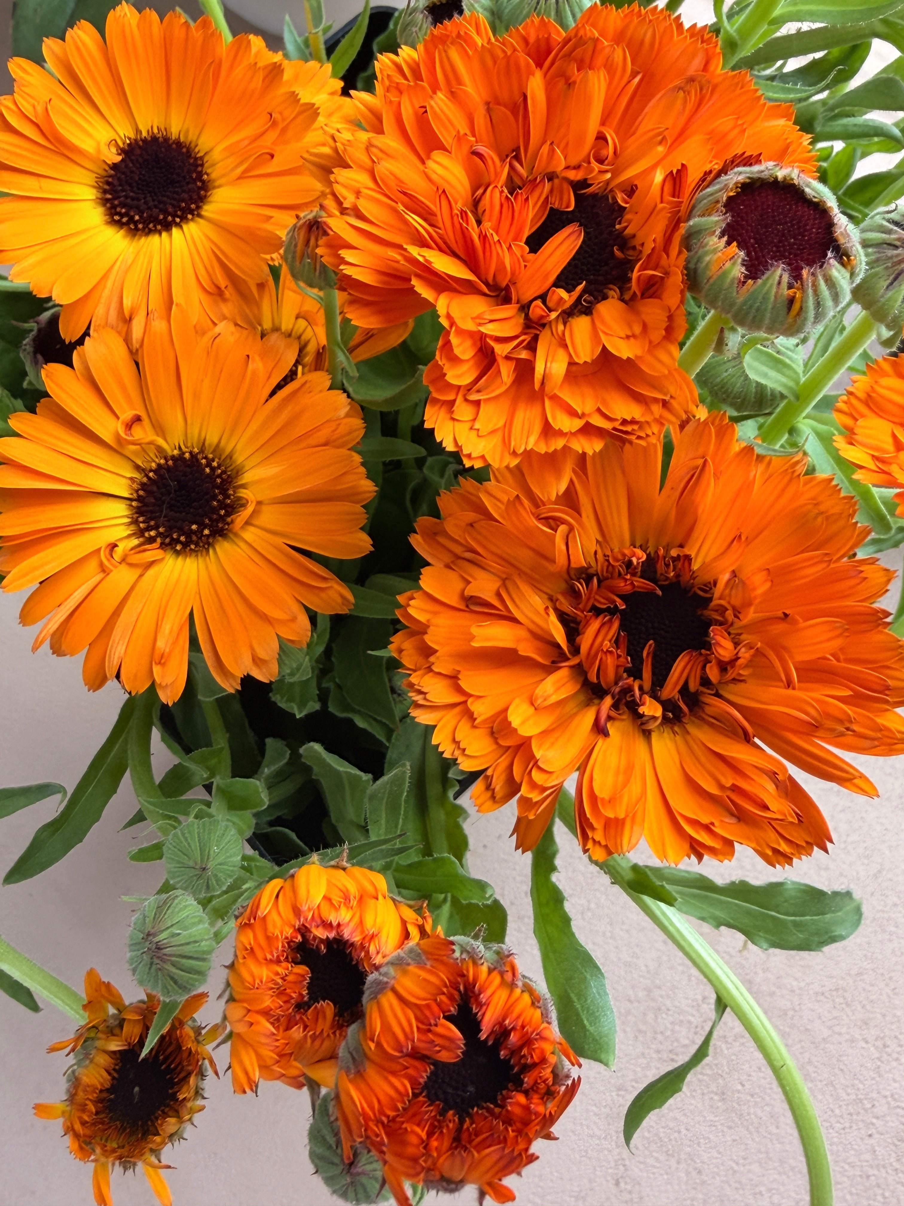 Calendula - Bronze/Orange