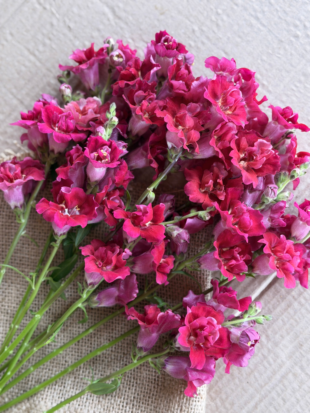 Snapdragon - Butterfly Red